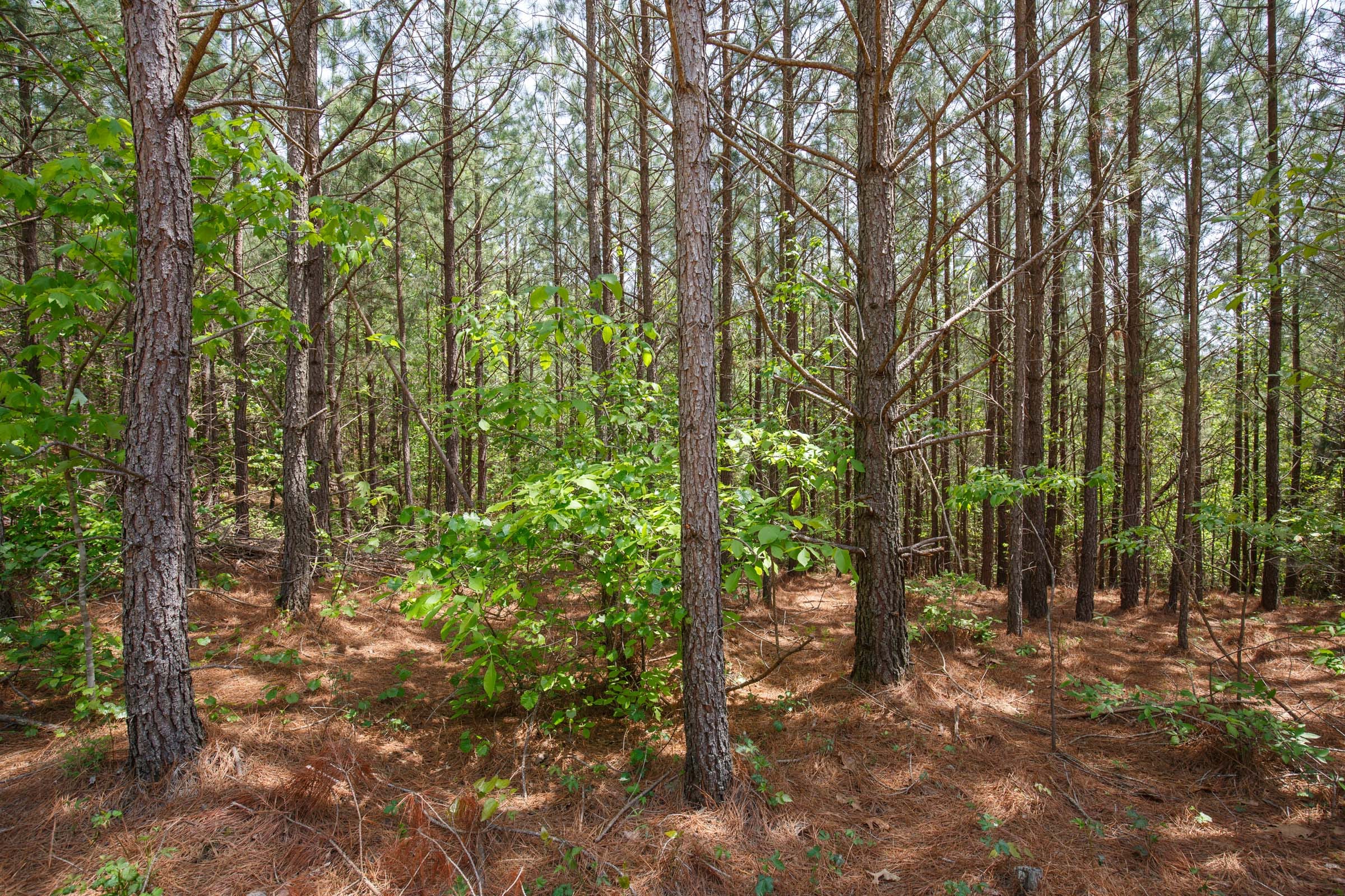 Red Barn Ranch Tract 58 photo 4