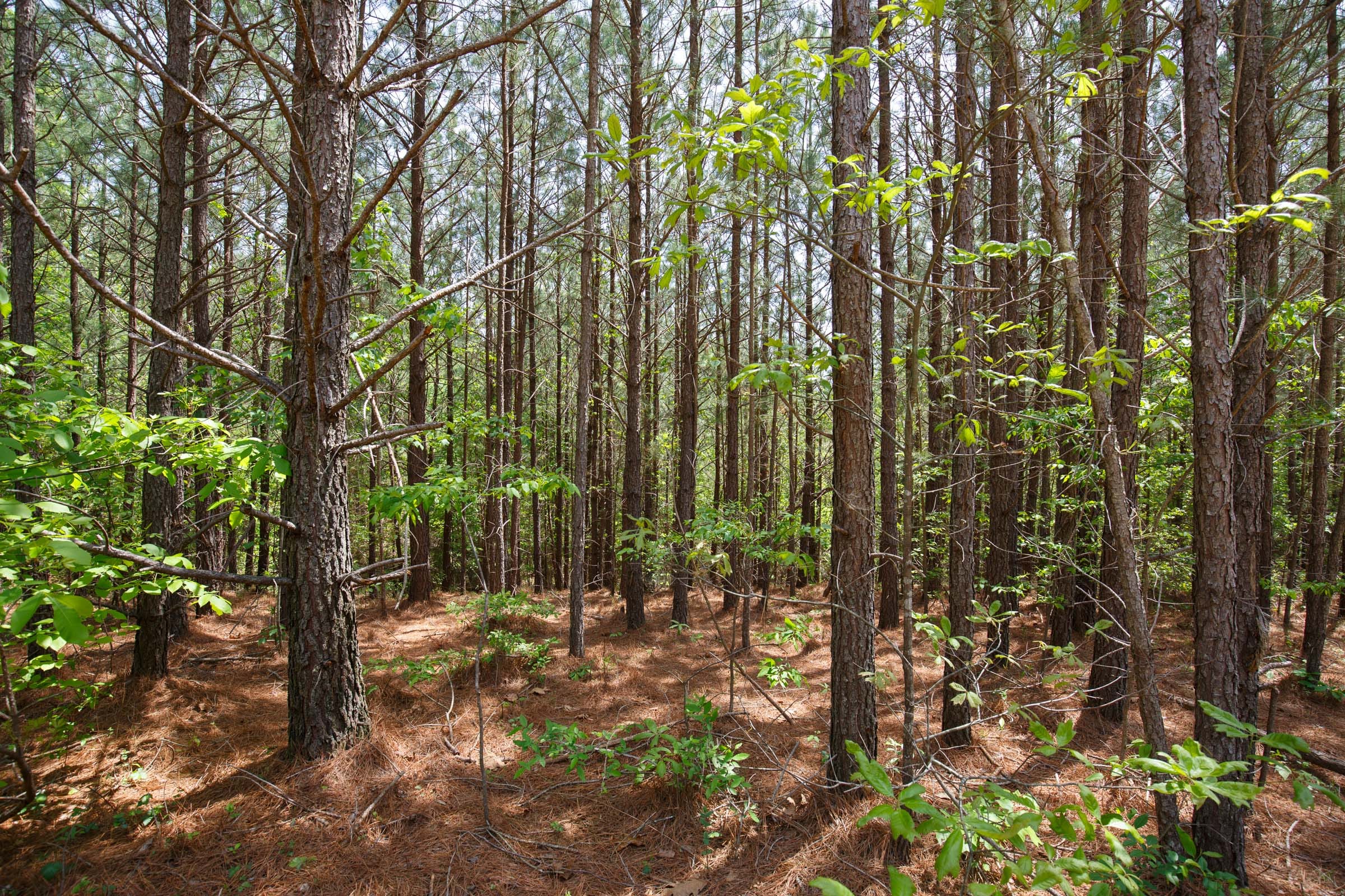 Red Barn Ranch Tract 58 photo 6