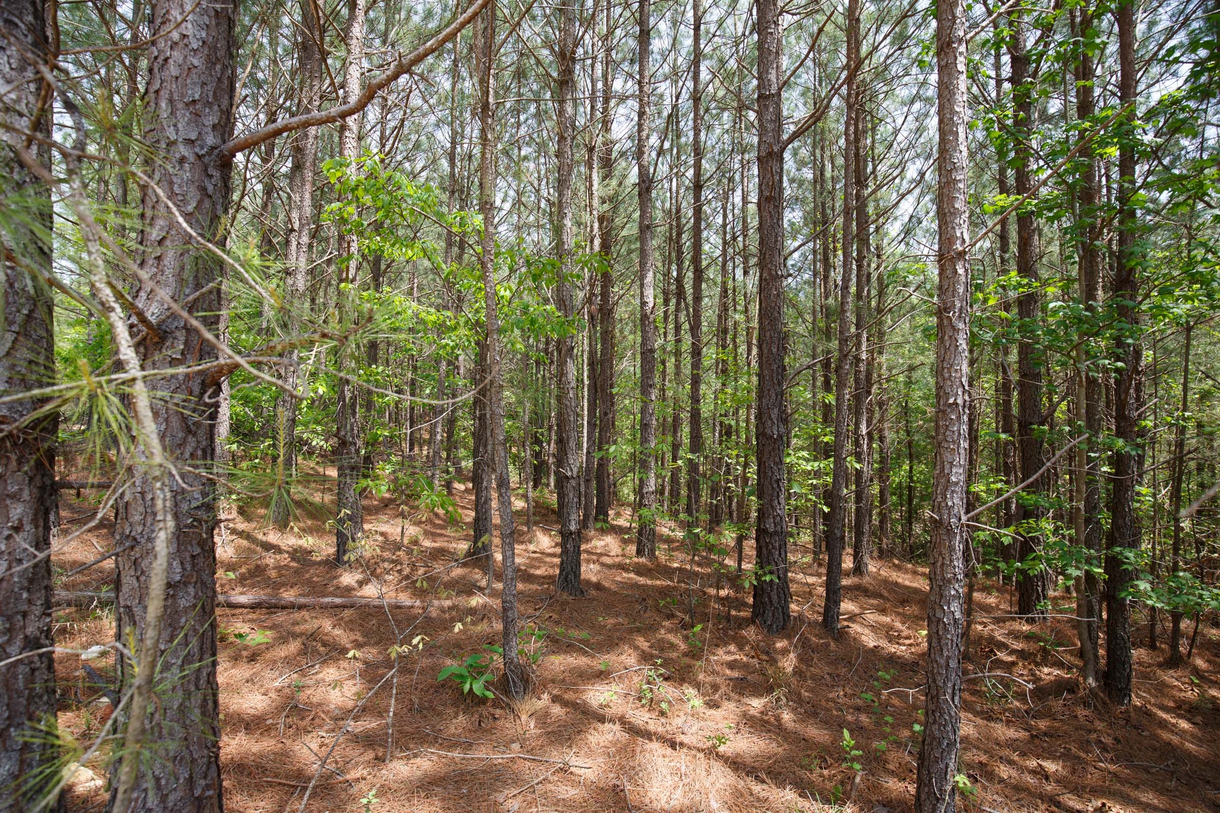 Red Barn Ranch Tract 58 photo 8