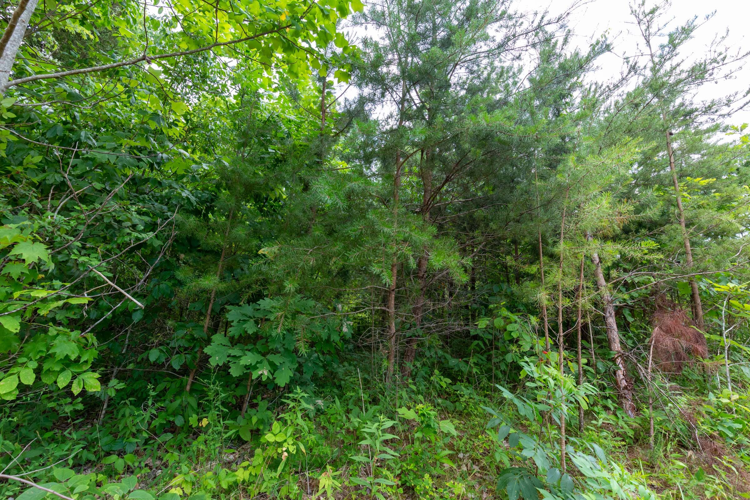 Tucker Hollow Tract 9 photo 3