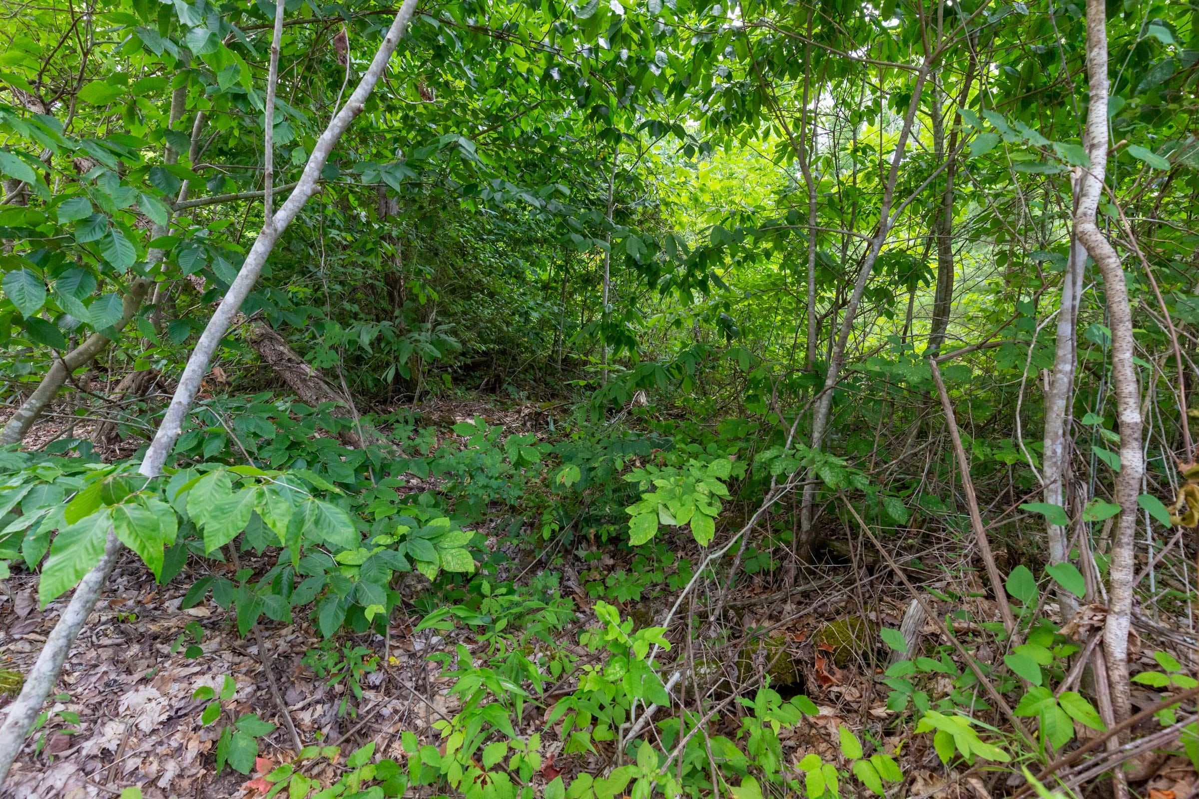 Tucker Hollow Tract 9 photo 4