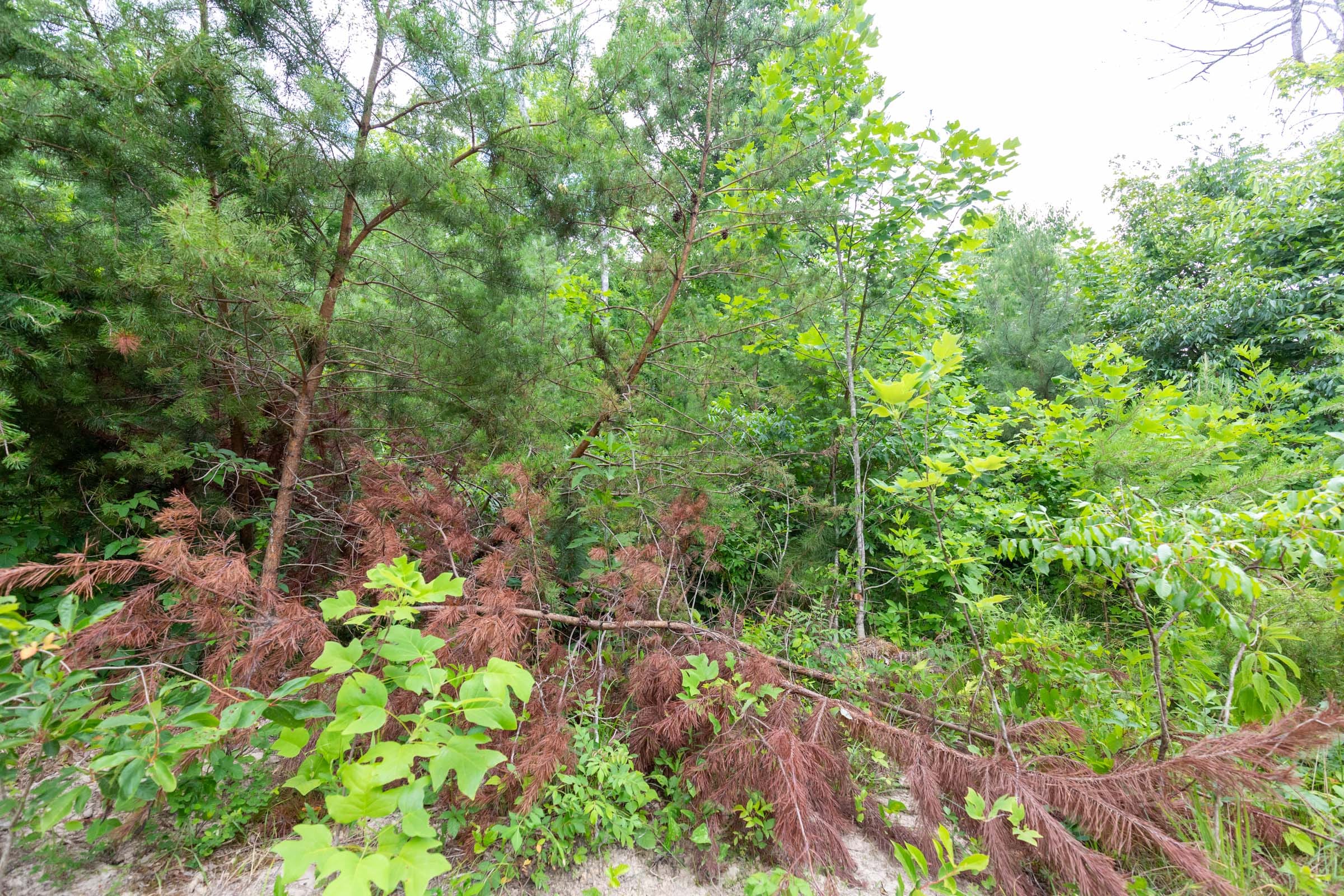 Tucker Hollow Tract 9 photo 6