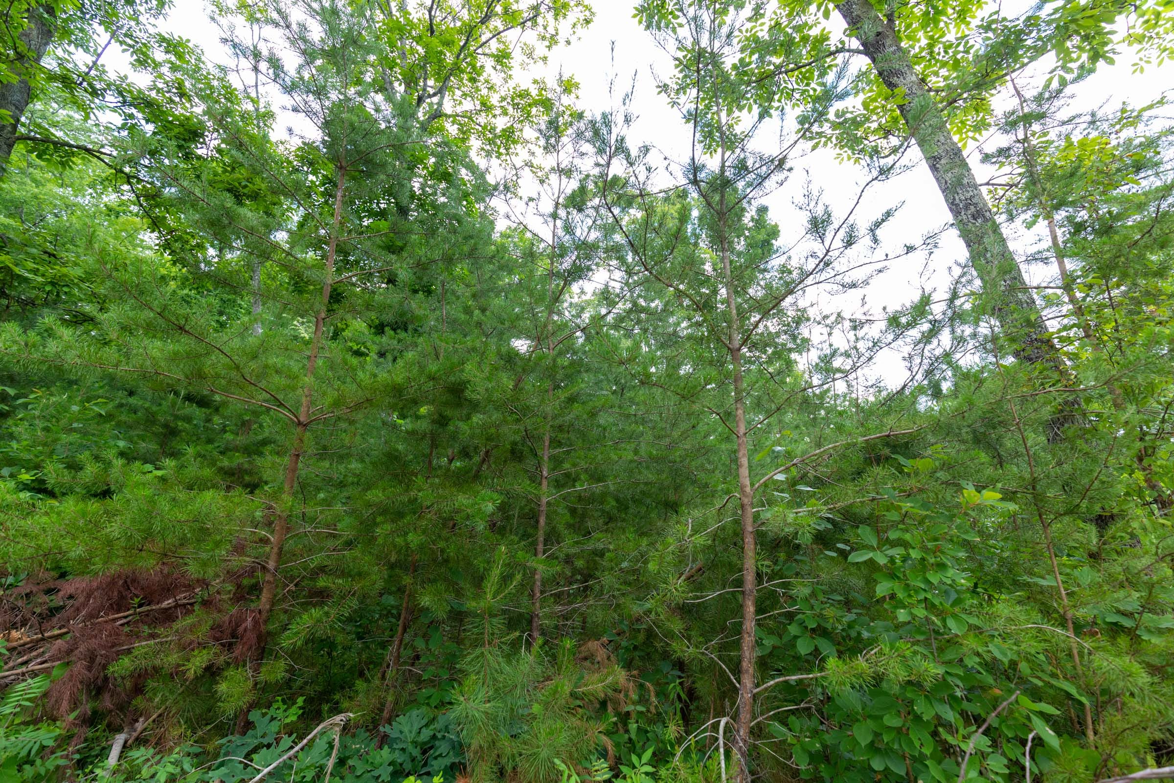 Tucker Hollow Tract 9 photo 7