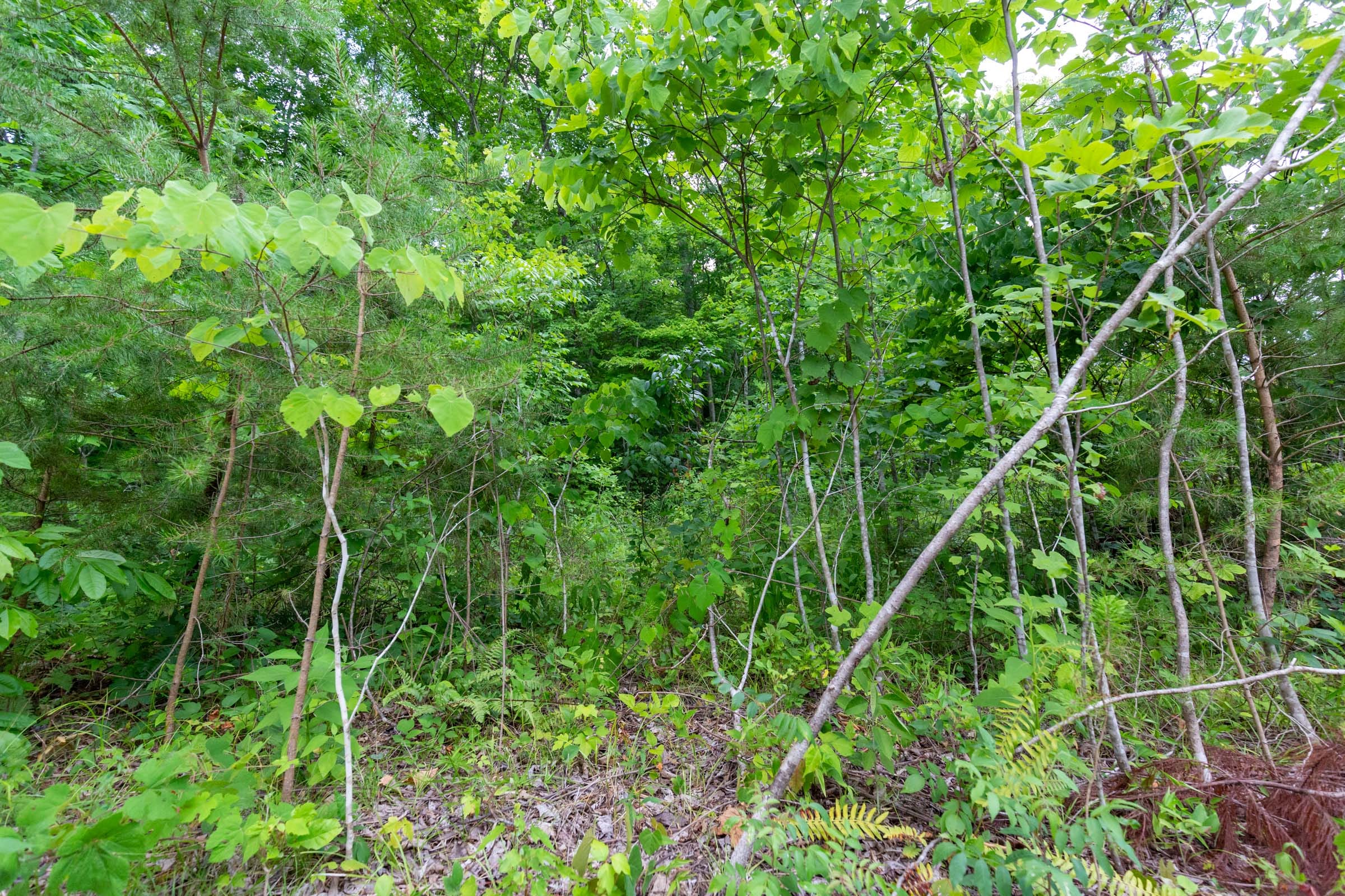 Tucker Hollow Tract 9 photo 8