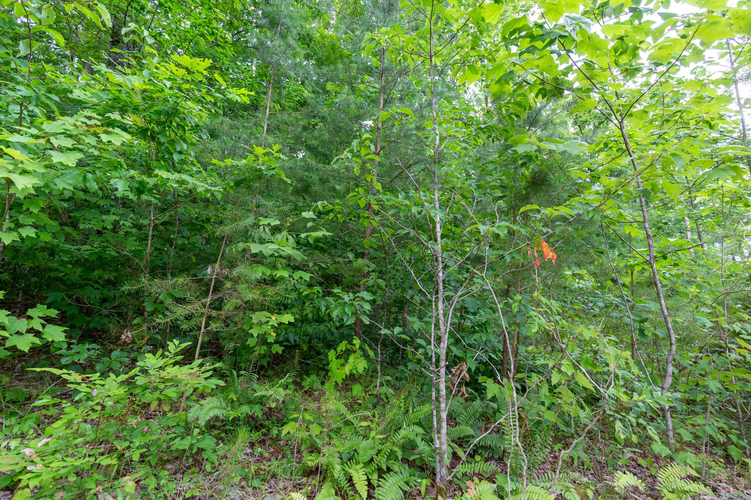 Tucker Hollow Tract 9 photo 10