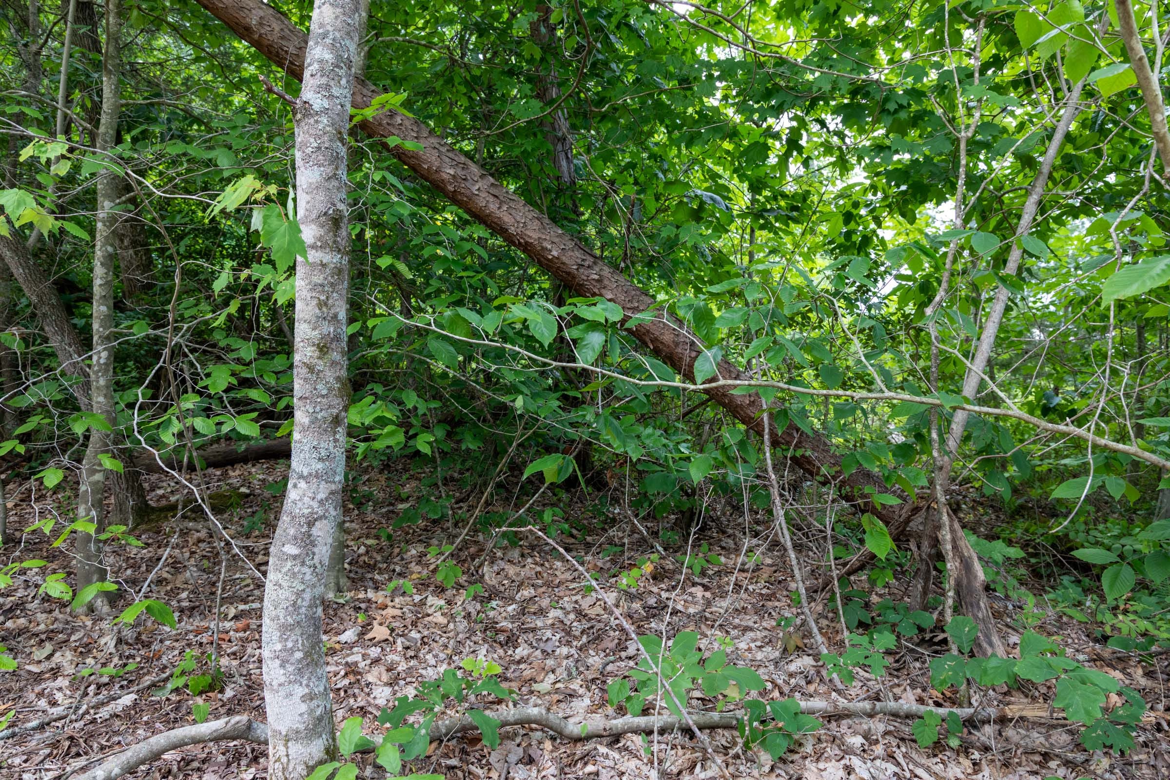 Tucker Hollow Tract 9 photo 11