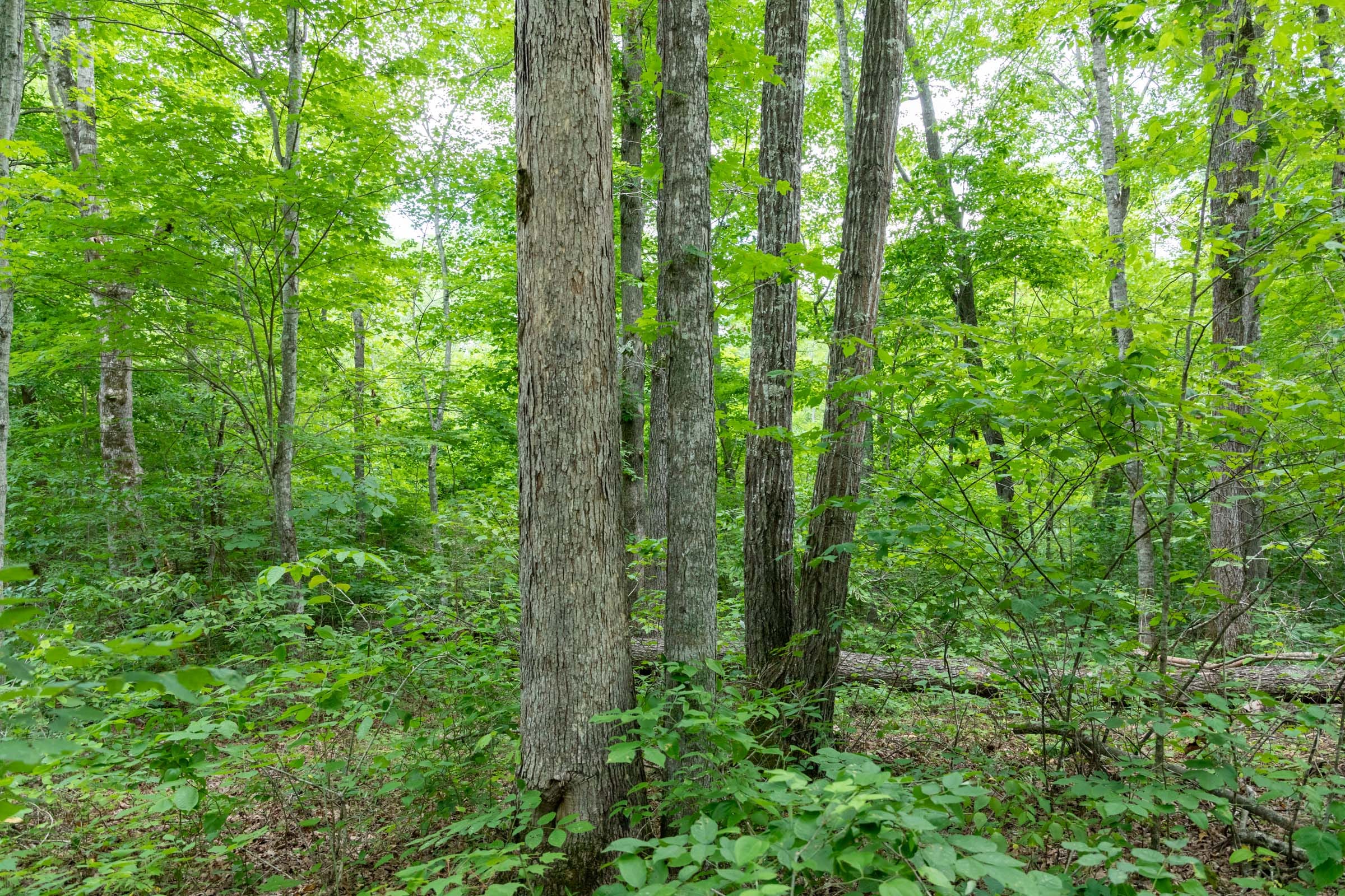 Tucker Hollow Tract 9 photo 13