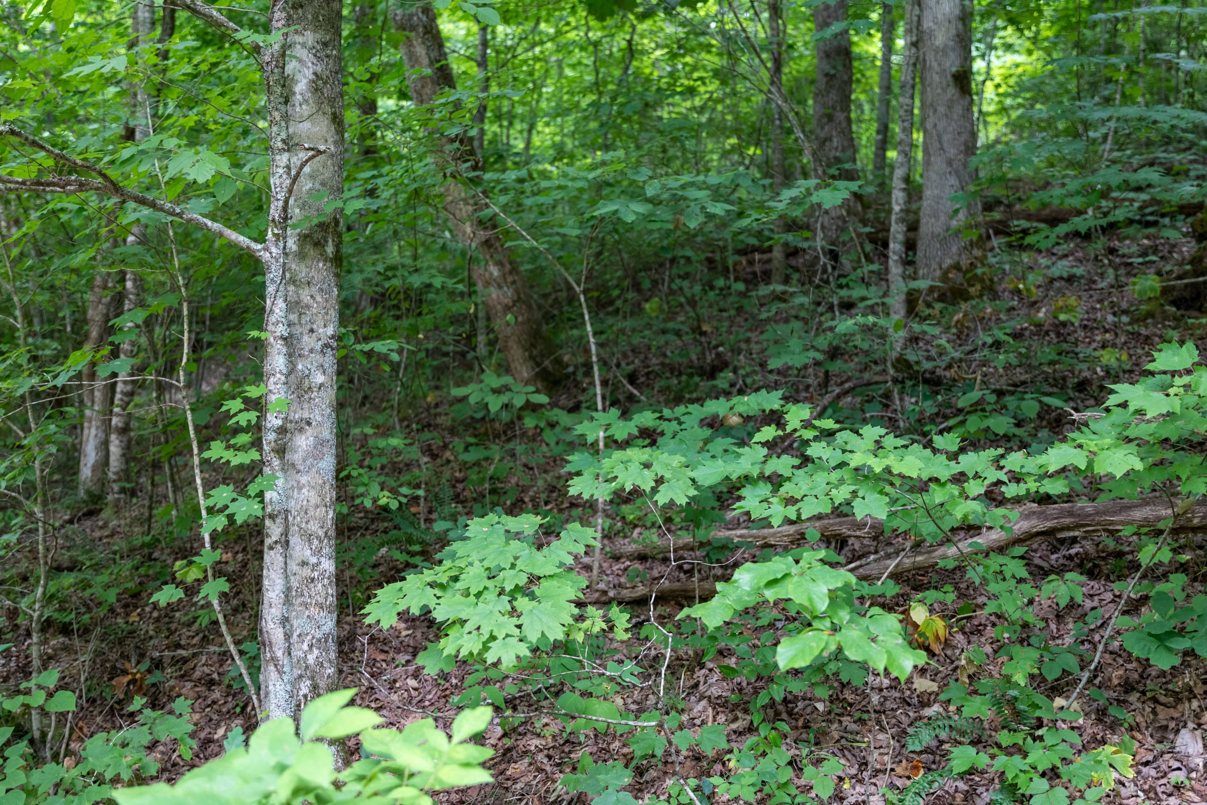 Tucker Hollow Tract 9 photo 14