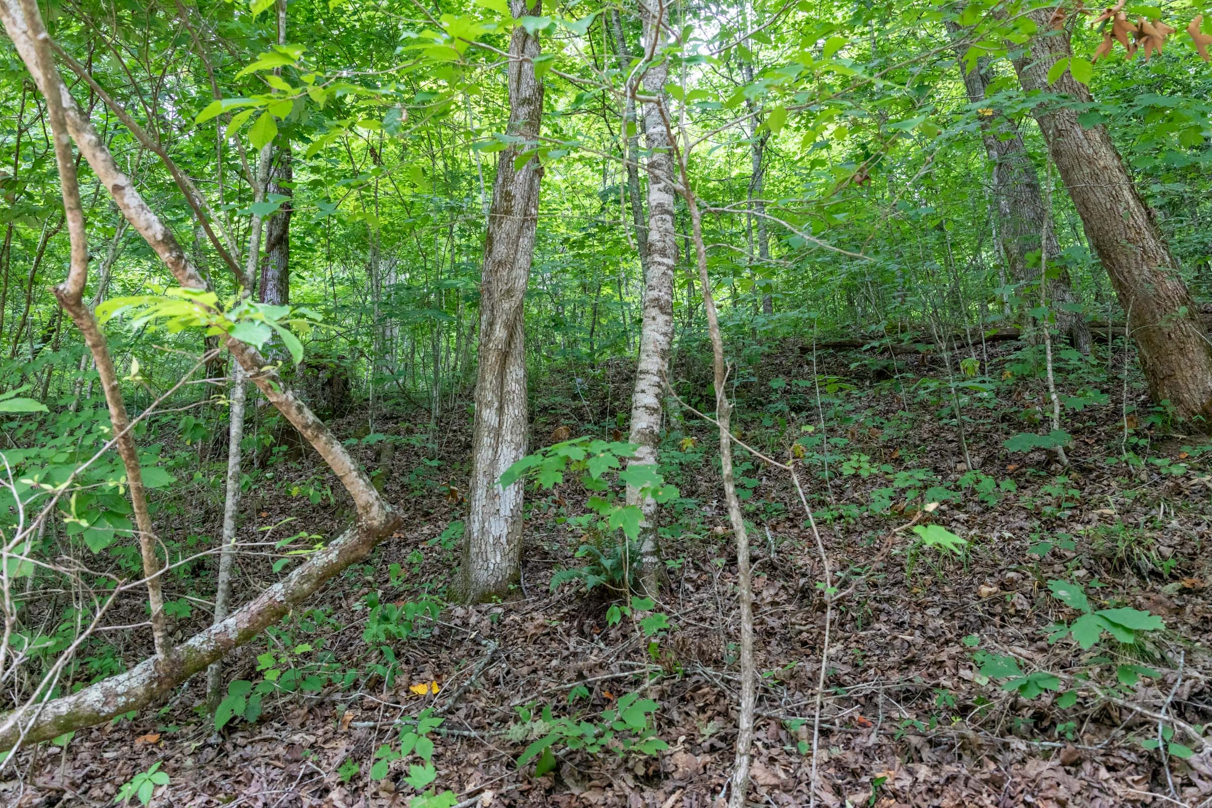 Tucker Hollow Tract 9 photo 15