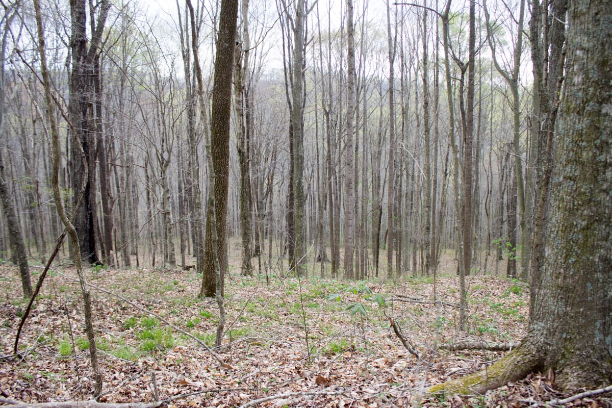 Chestnut Oak Ridge Tract 11 photo 3