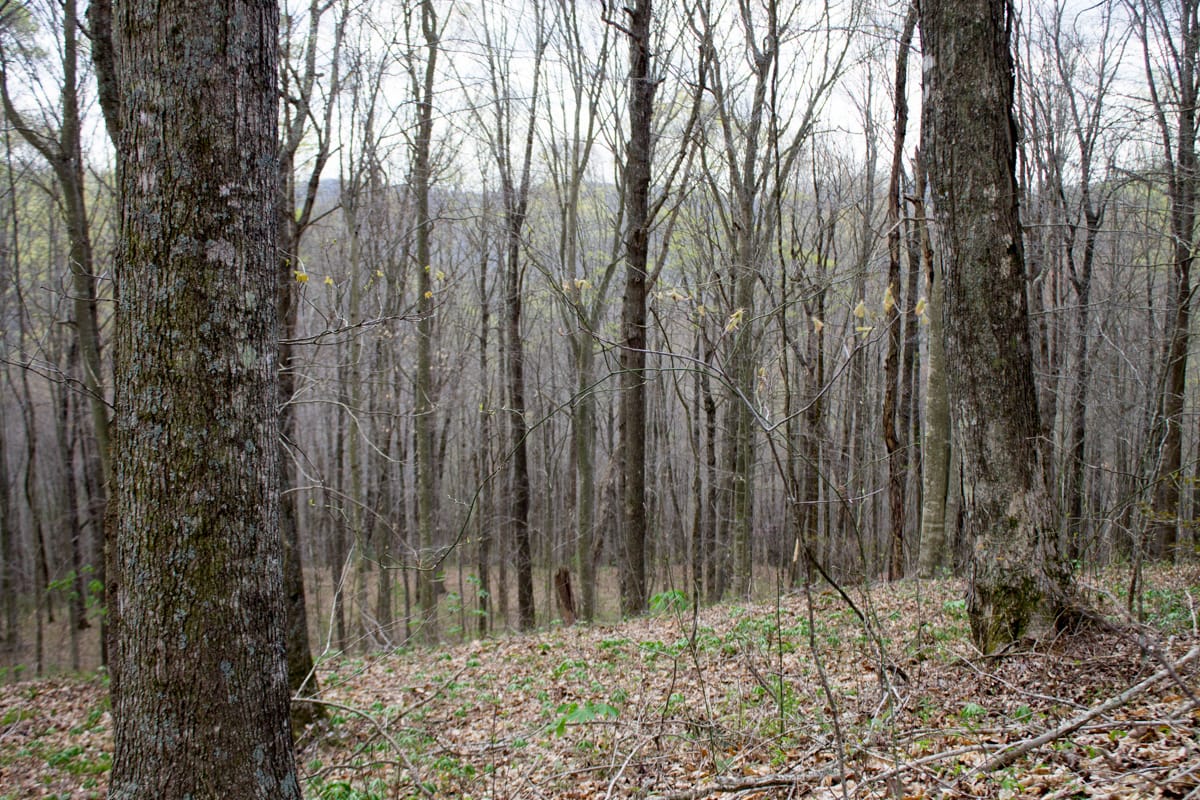 Chestnut Oak Ridge Tract 11 photo 4