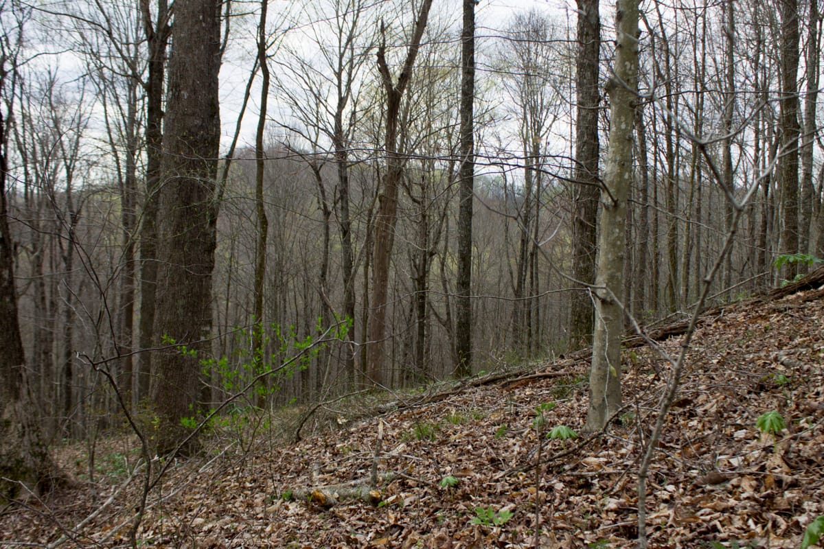 Chestnut Oak Ridge Tract 11 photo 5