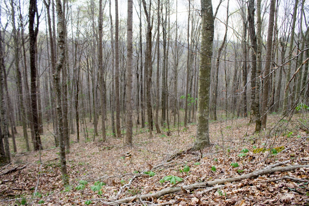Chestnut Oak Ridge Tract 11 photo 7