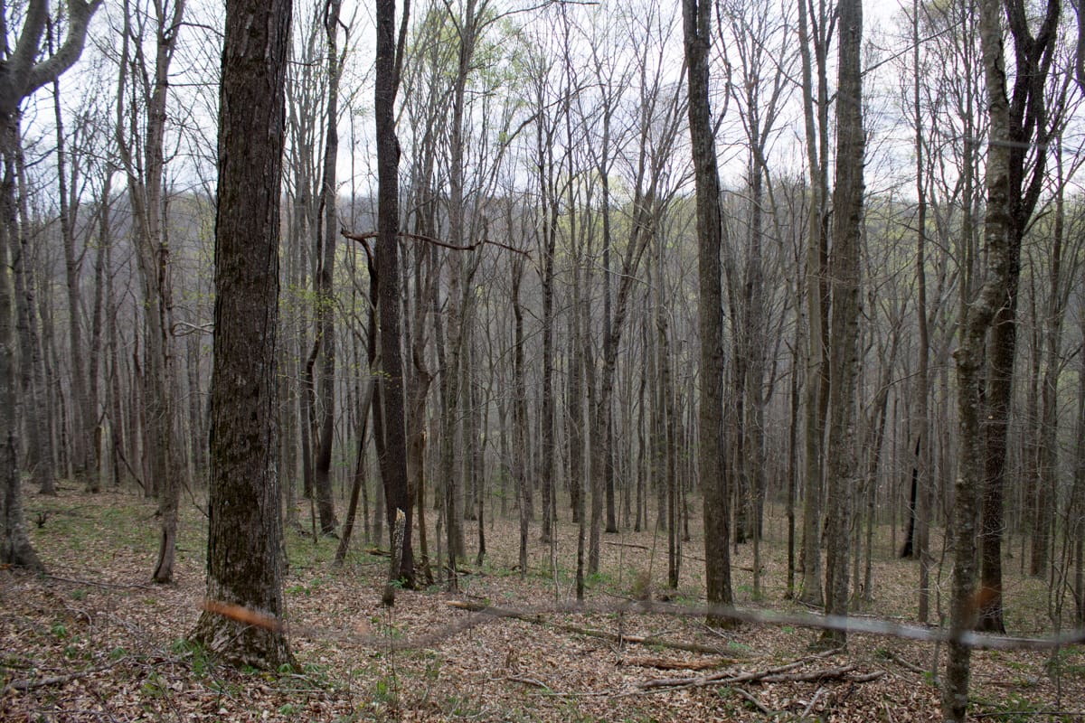 Chestnut Oak Ridge Tract 11 photo 8