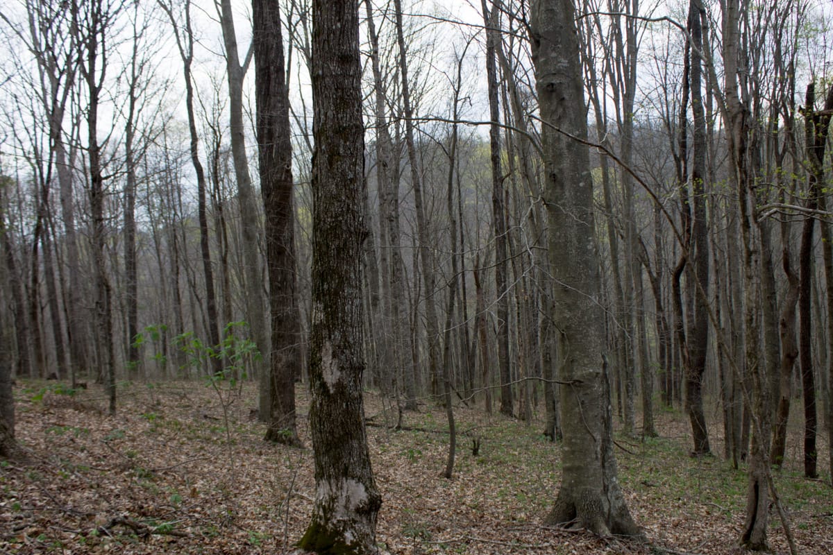 Chestnut Oak Ridge Tract 11 photo 9