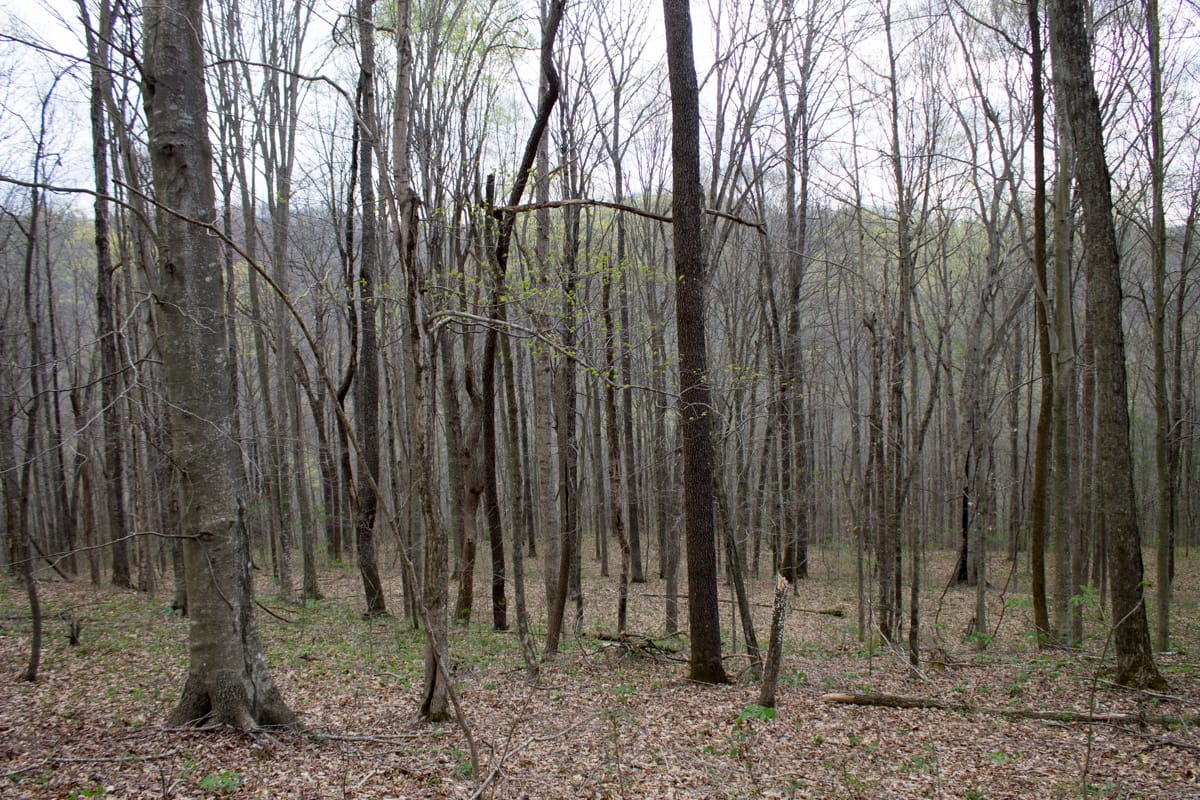 Chestnut Oak Ridge Tract 11 photo 10