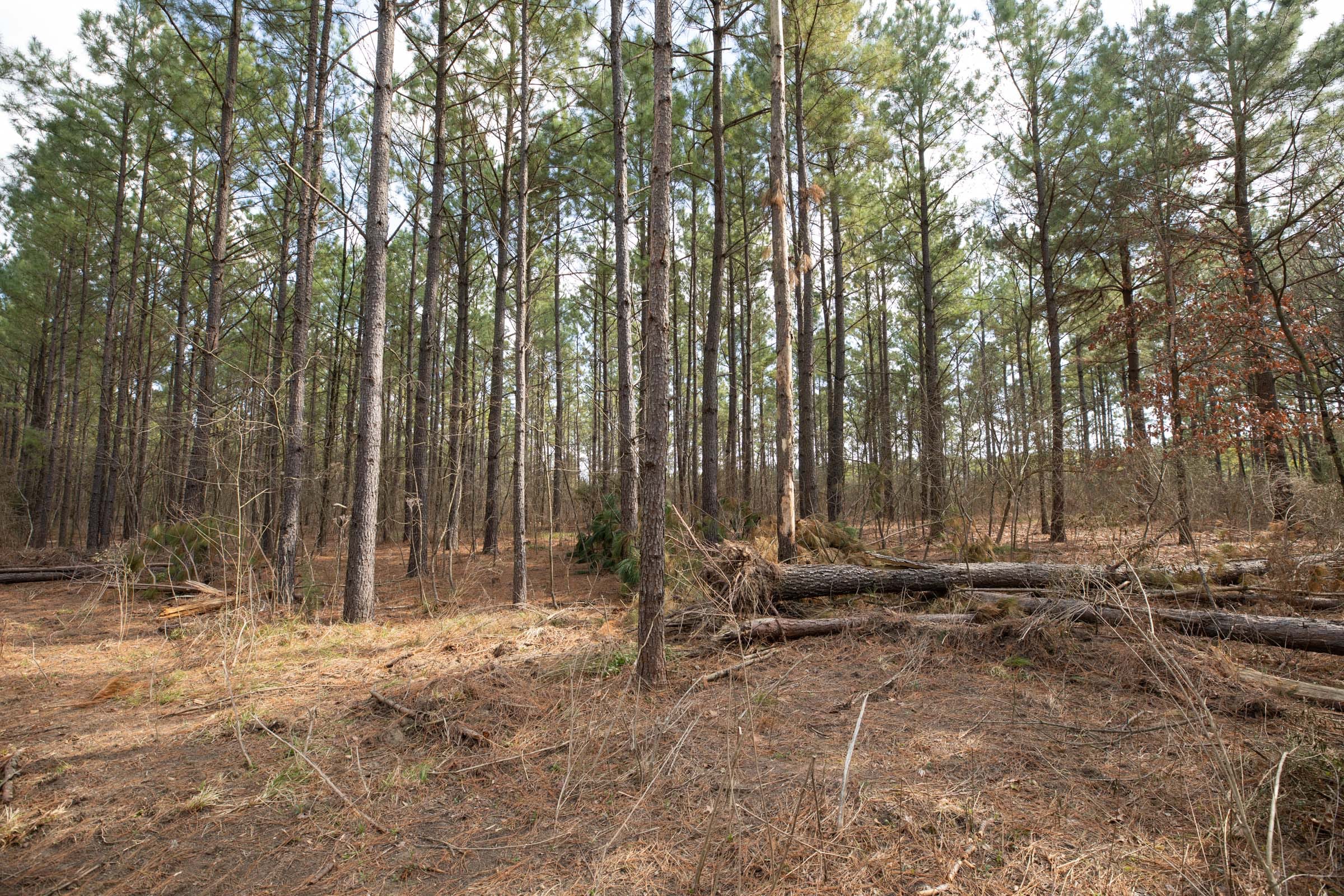 Wishing Star Ranch Tract 61 photo 4