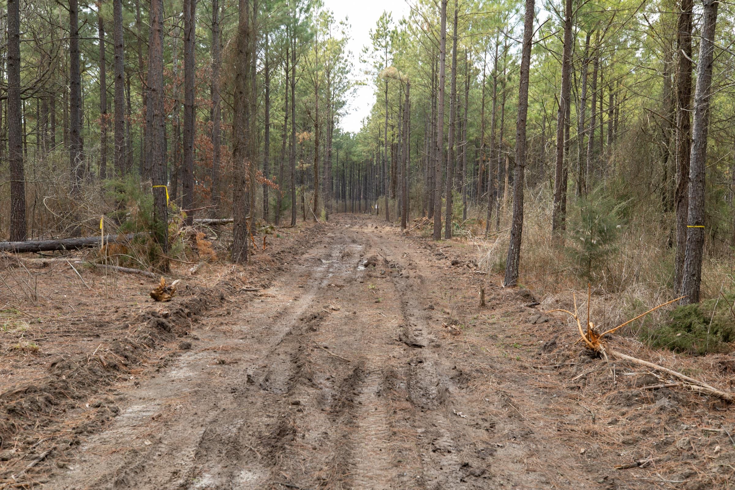 Wishing Star Ranch Tract 61 photo 6