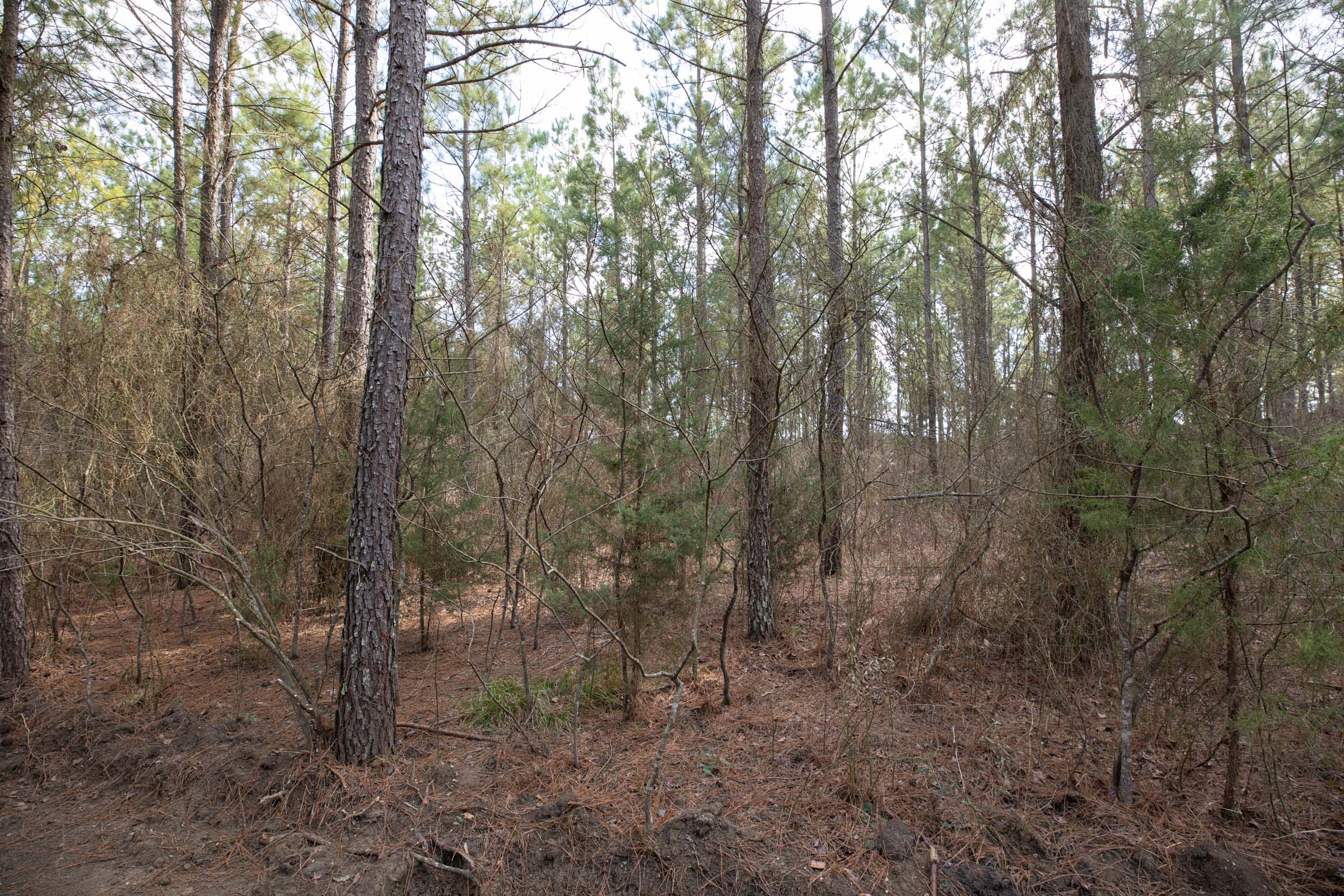 Wishing Star Ranch Tract 61 photo 9