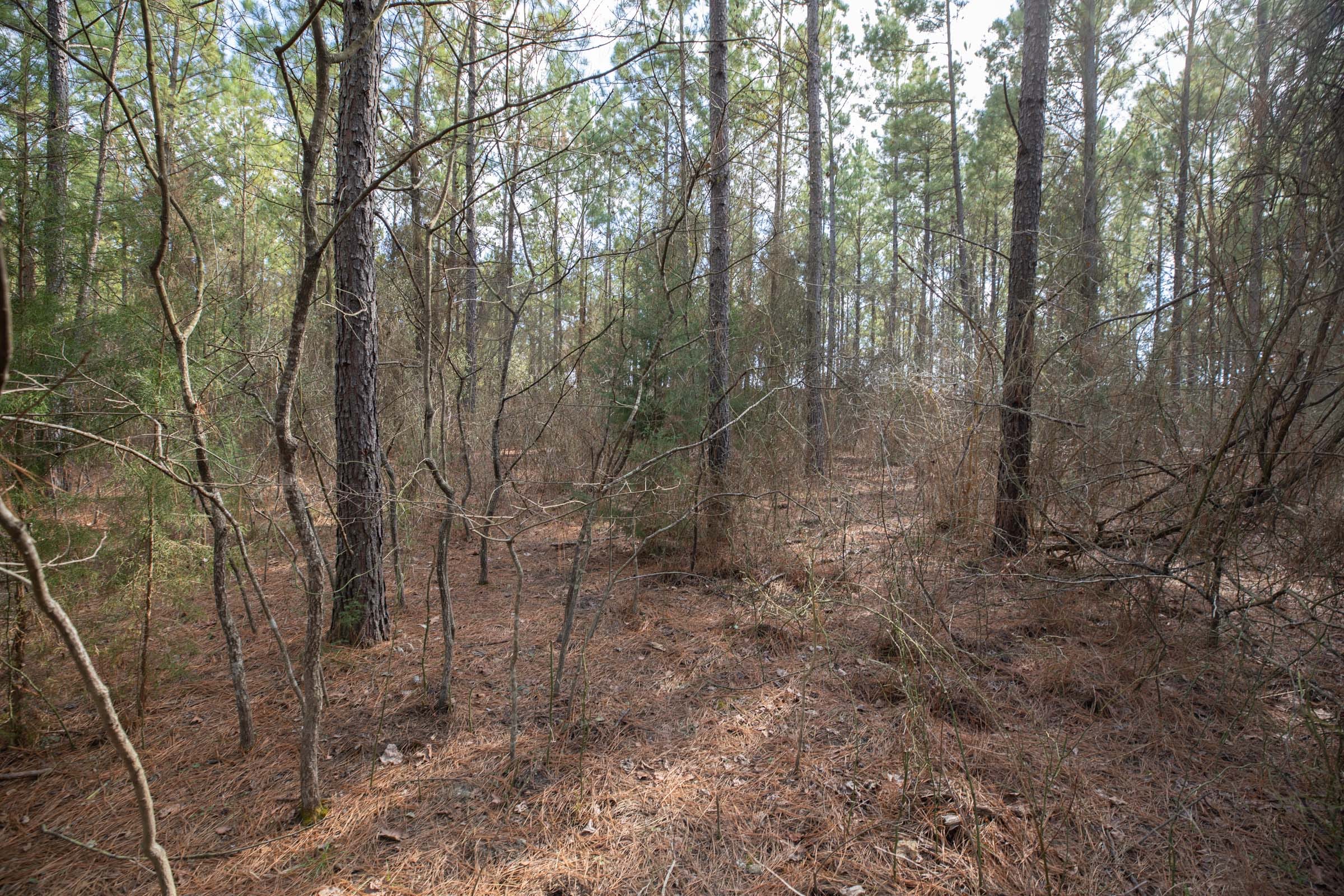 Wishing Star Ranch Tract 61 photo 11