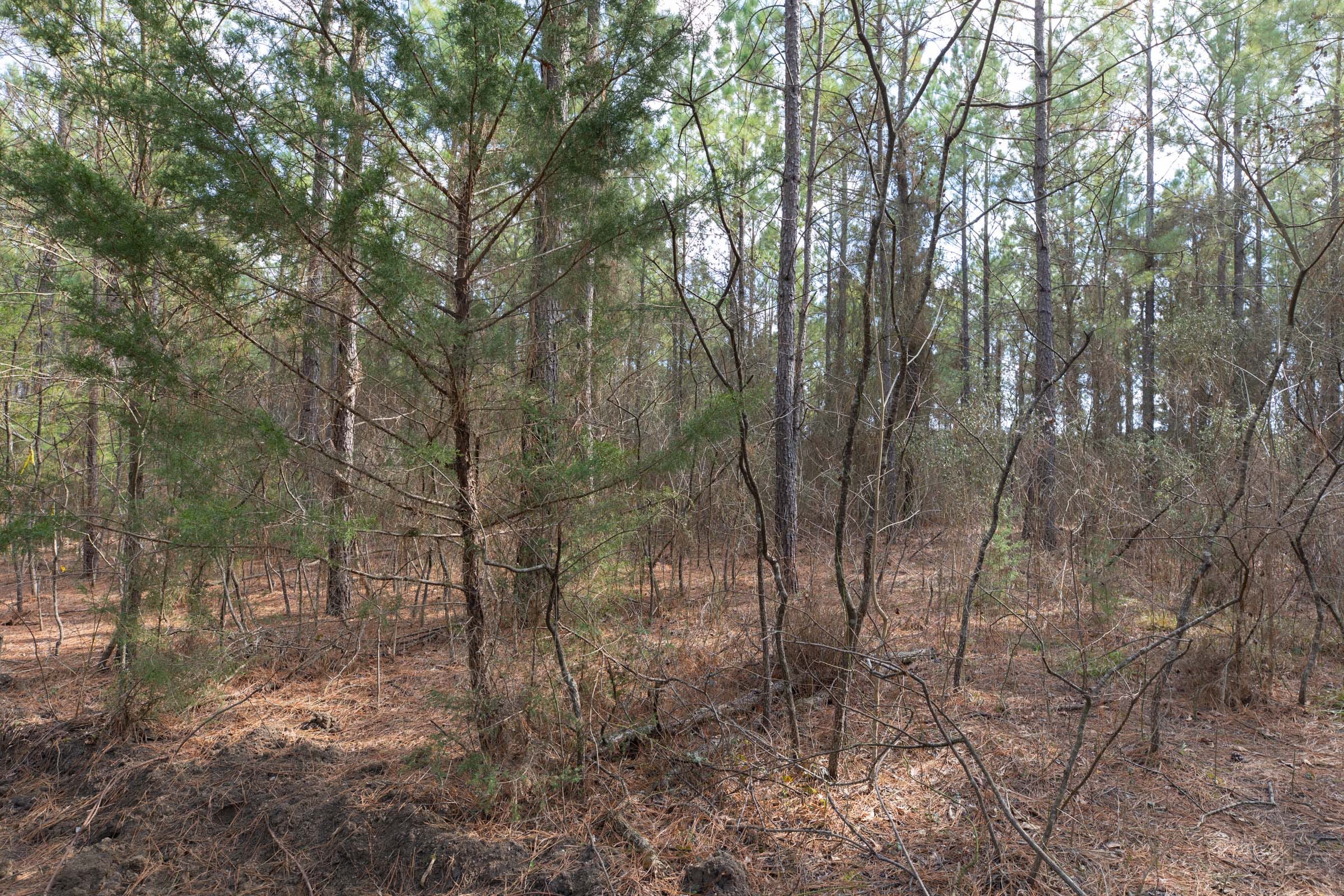 Wishing Star Ranch Tract 61 photo 12