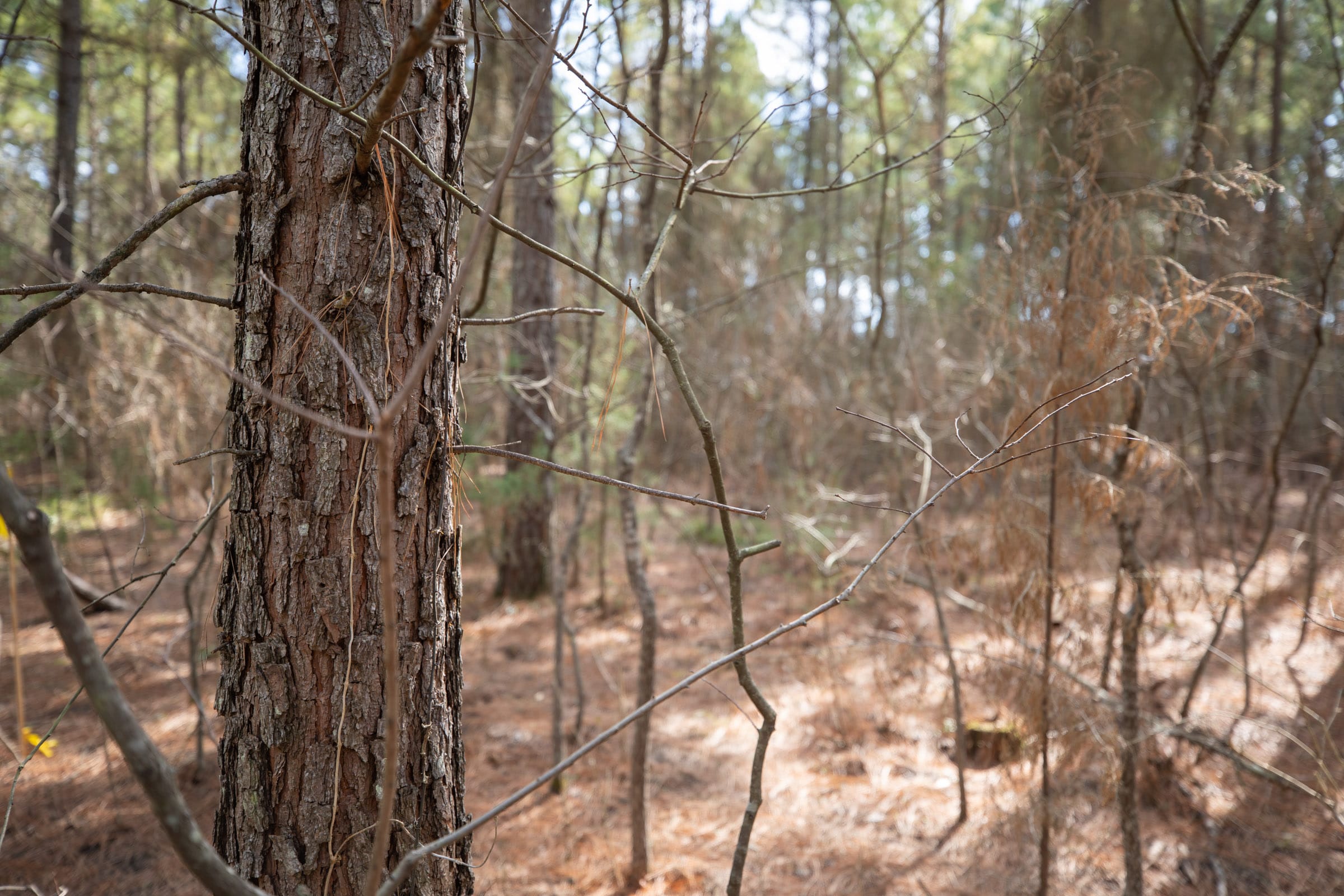 Wishing Star Ranch Tract 61 photo 13