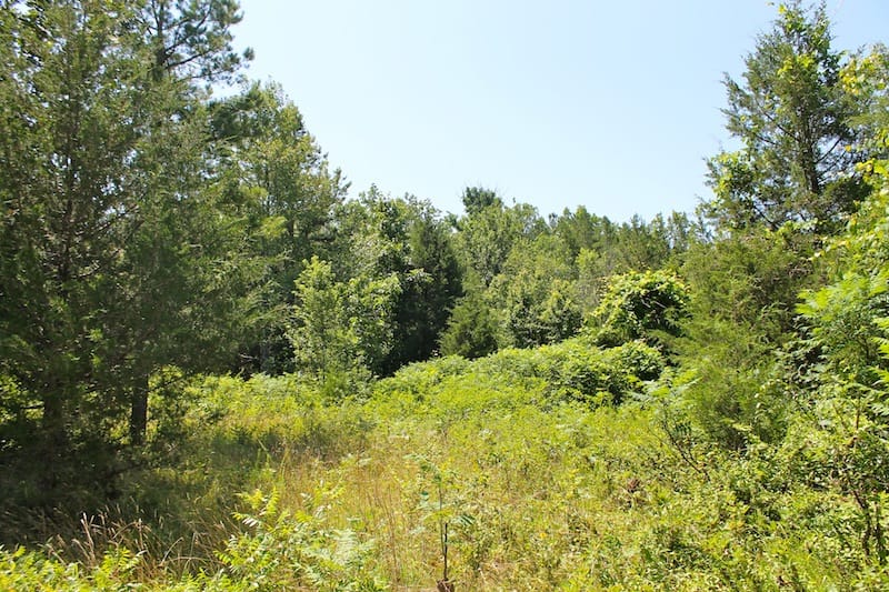 Green Mountain Ranch Tract 33 photo 8
