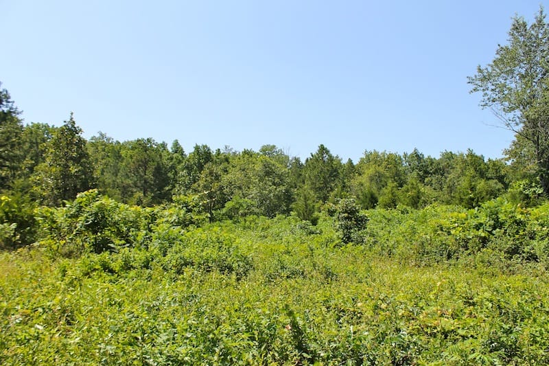 Green Mountain Ranch Tract 33 photo 10
