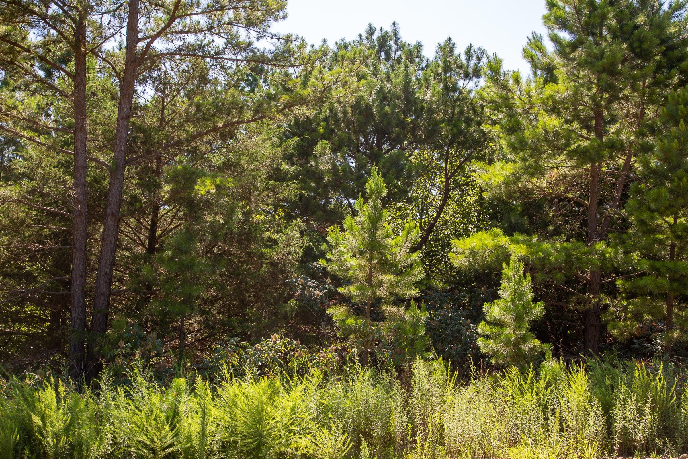 Tyler Stone Ranch Tract 4 photo 3