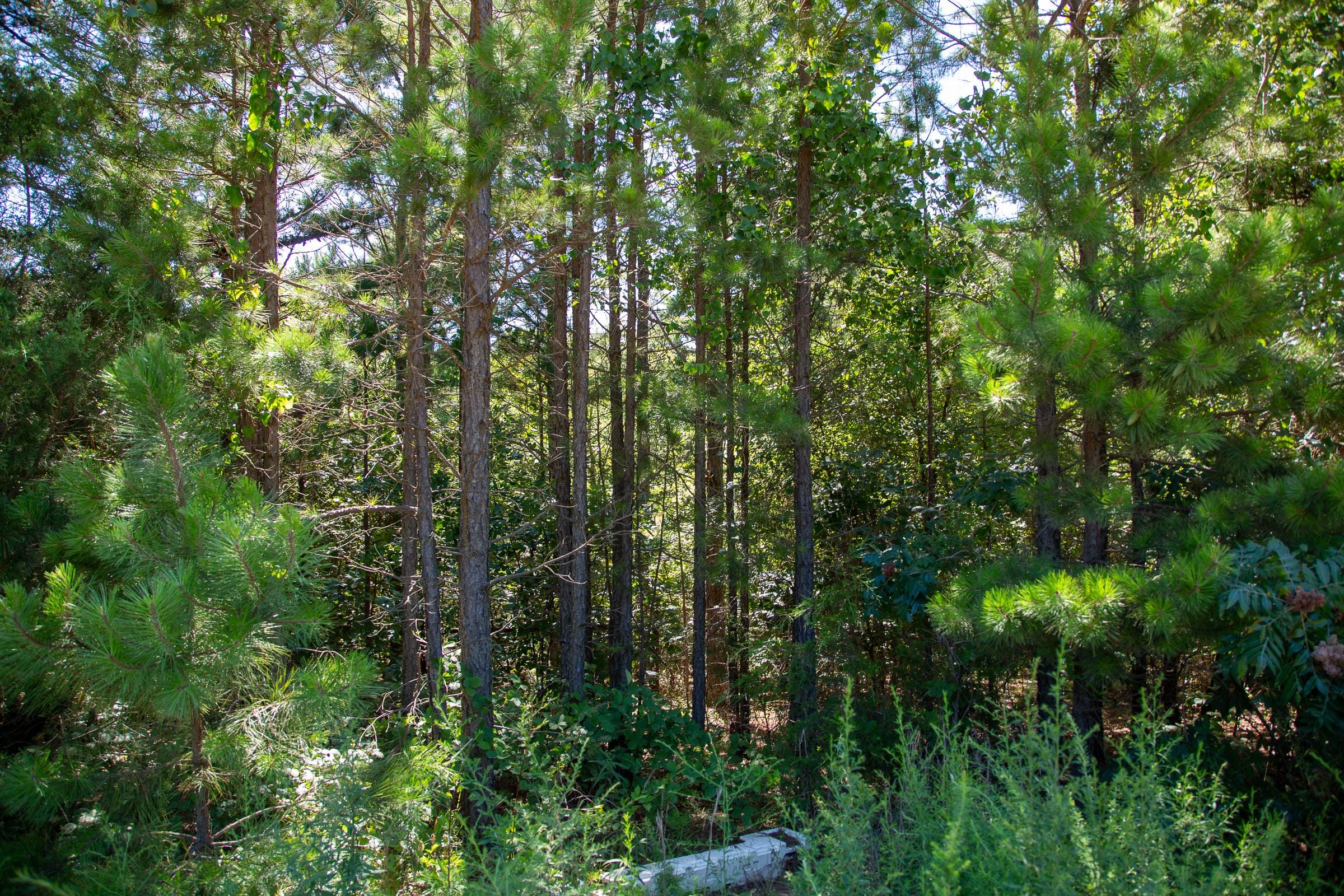 Tyler Stone Ranch Tract 4 photo 8
