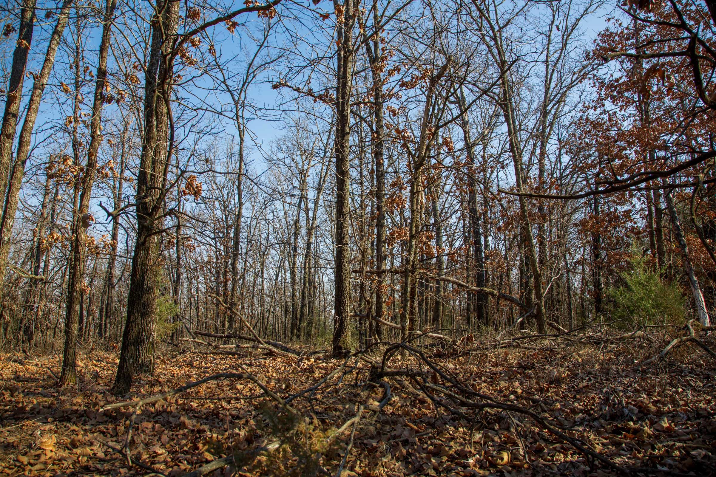 Eufaula Cove Tract 20 photo 3