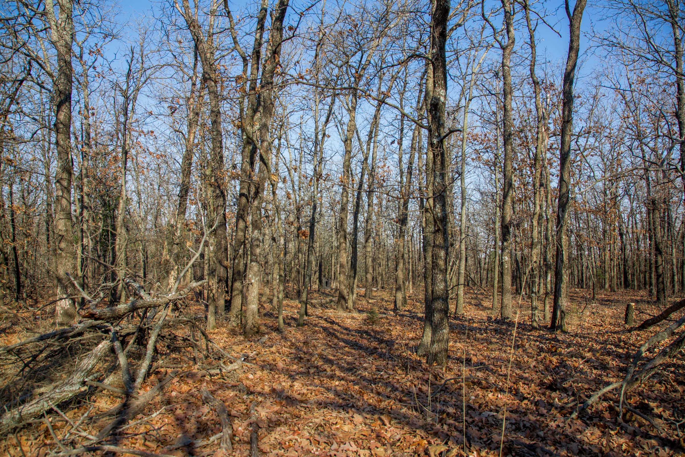 Eufaula Cove Tract 20 photo 4