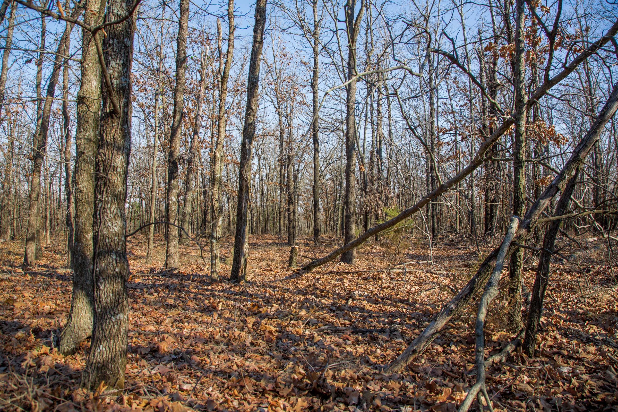 Eufaula Cove Tract 20 photo 5
