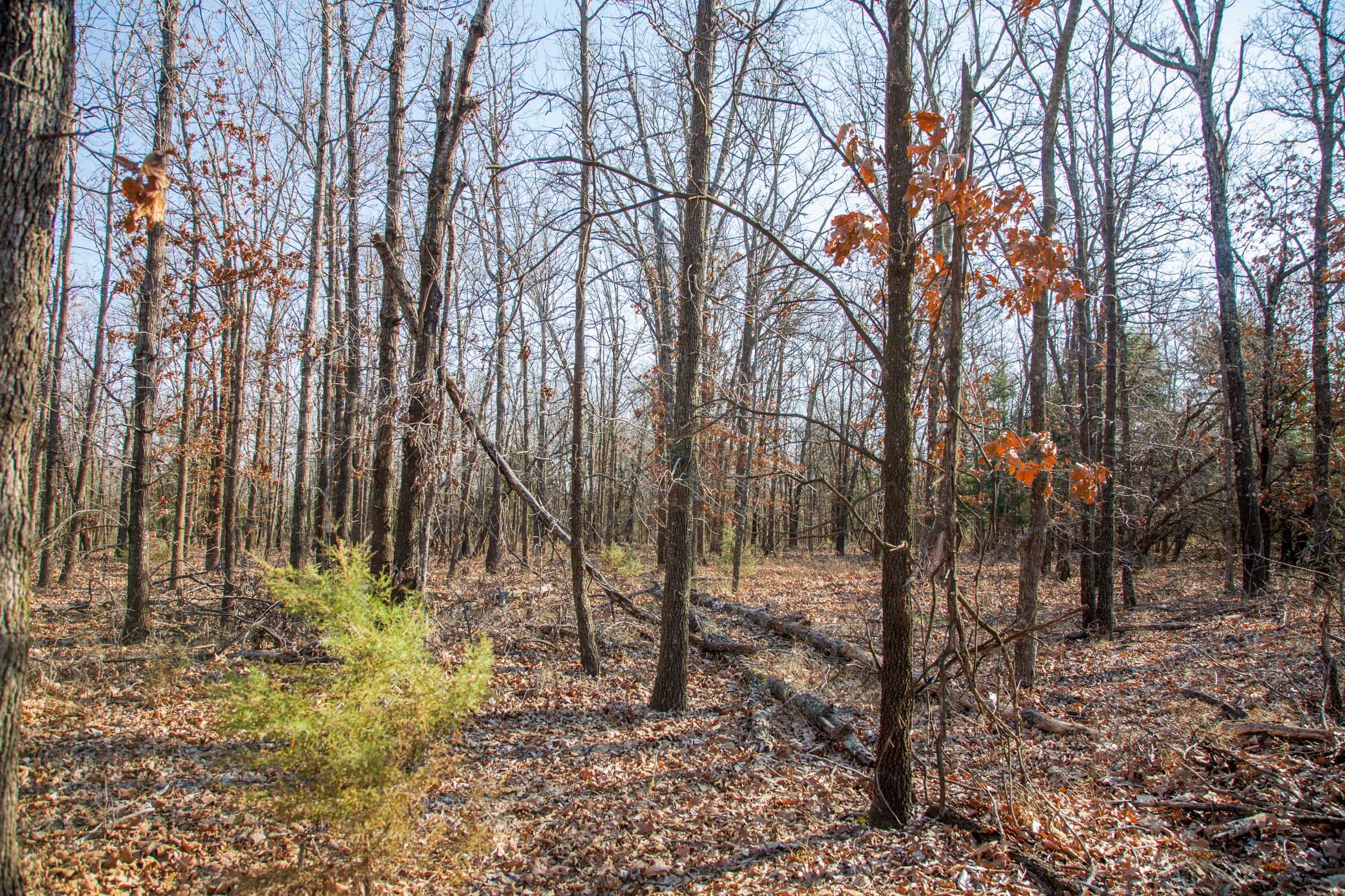Eufaula Cove Tract 20 photo 6