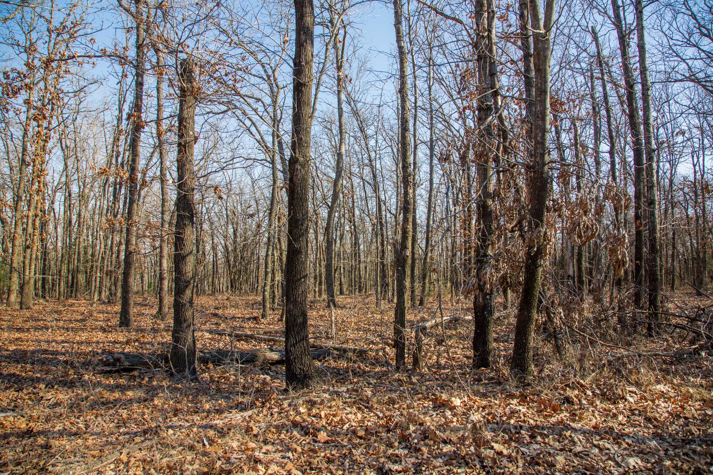 Eufaula Cove Tract 20 photo 7