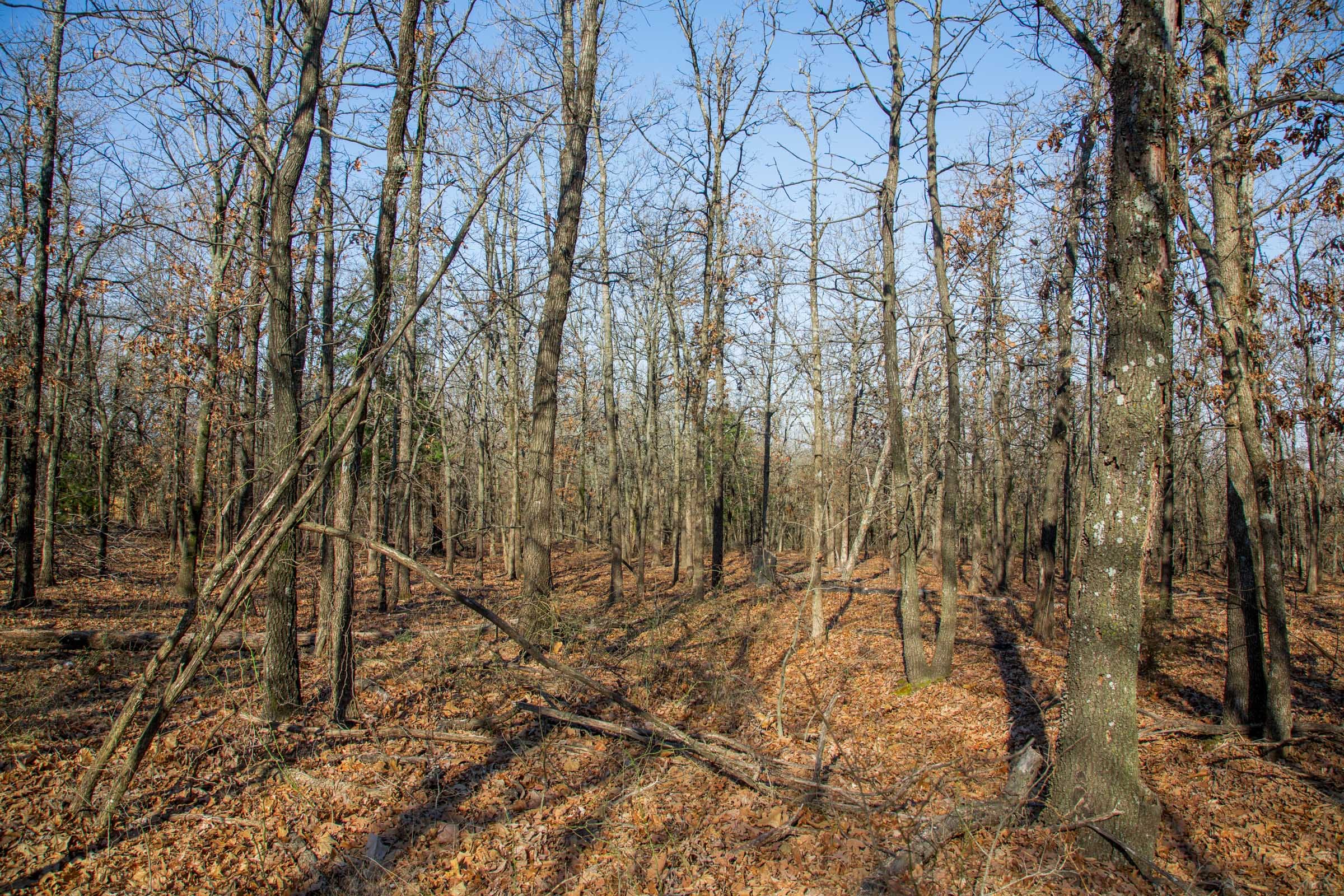 Eufaula Cove Tract 20 photo 8