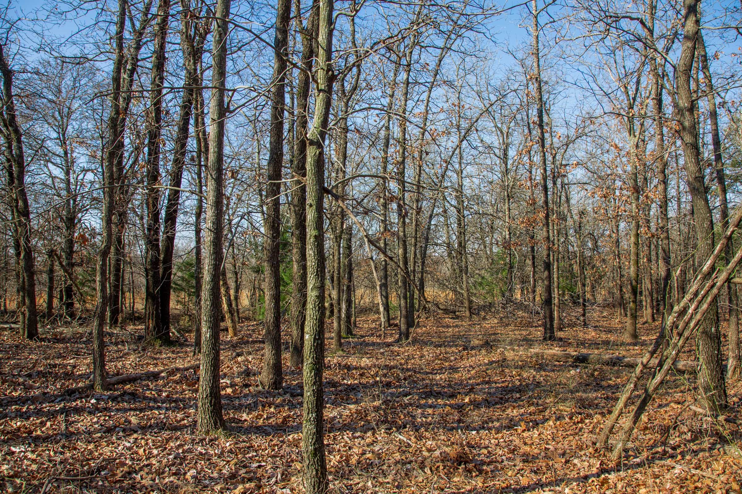 Eufaula Cove Tract 20 photo 9