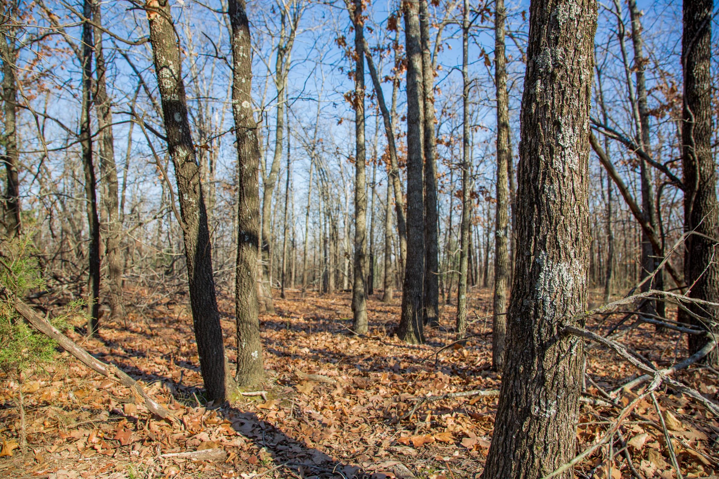 Eufaula Cove Tract 20 photo 11