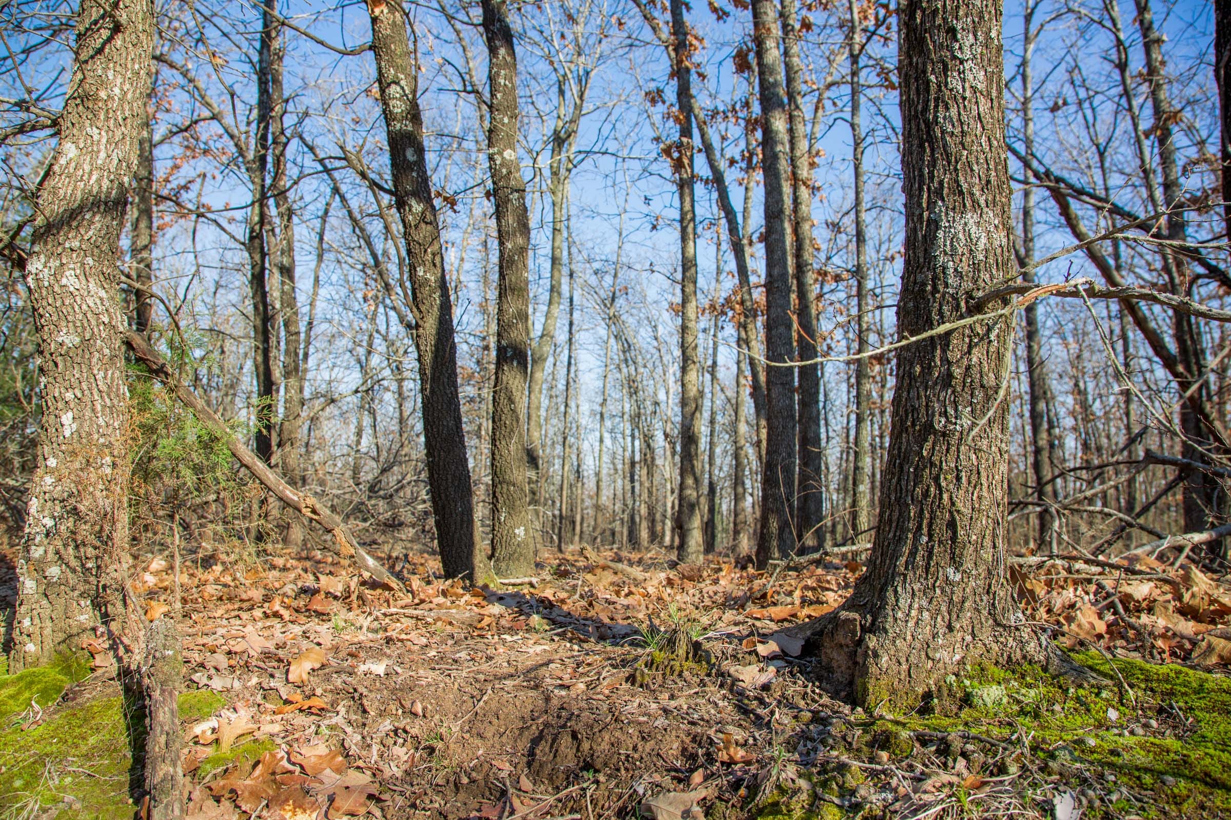 Eufaula Cove Tract 20 photo 12