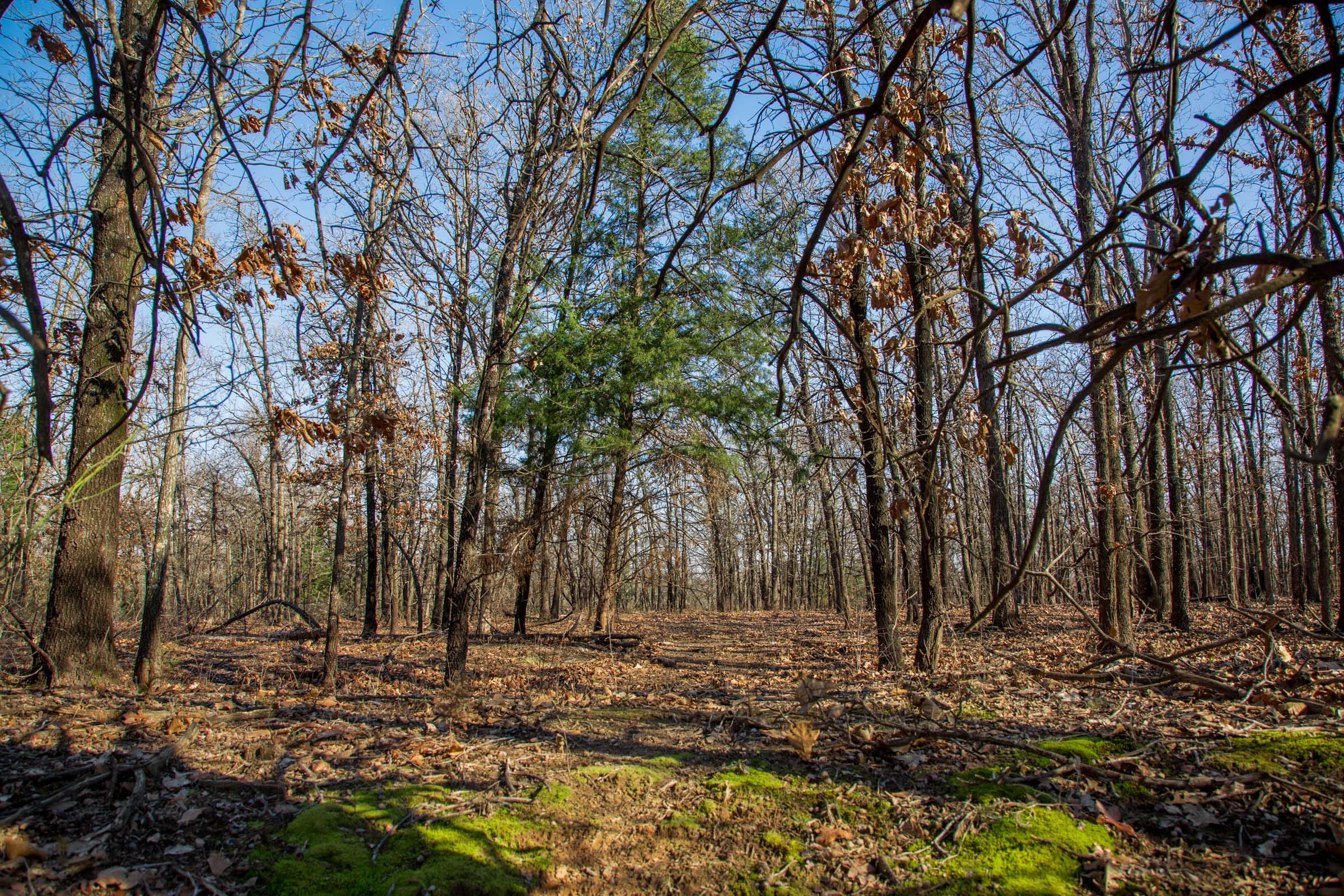 Eufaula Cove Tract 20 photo 13