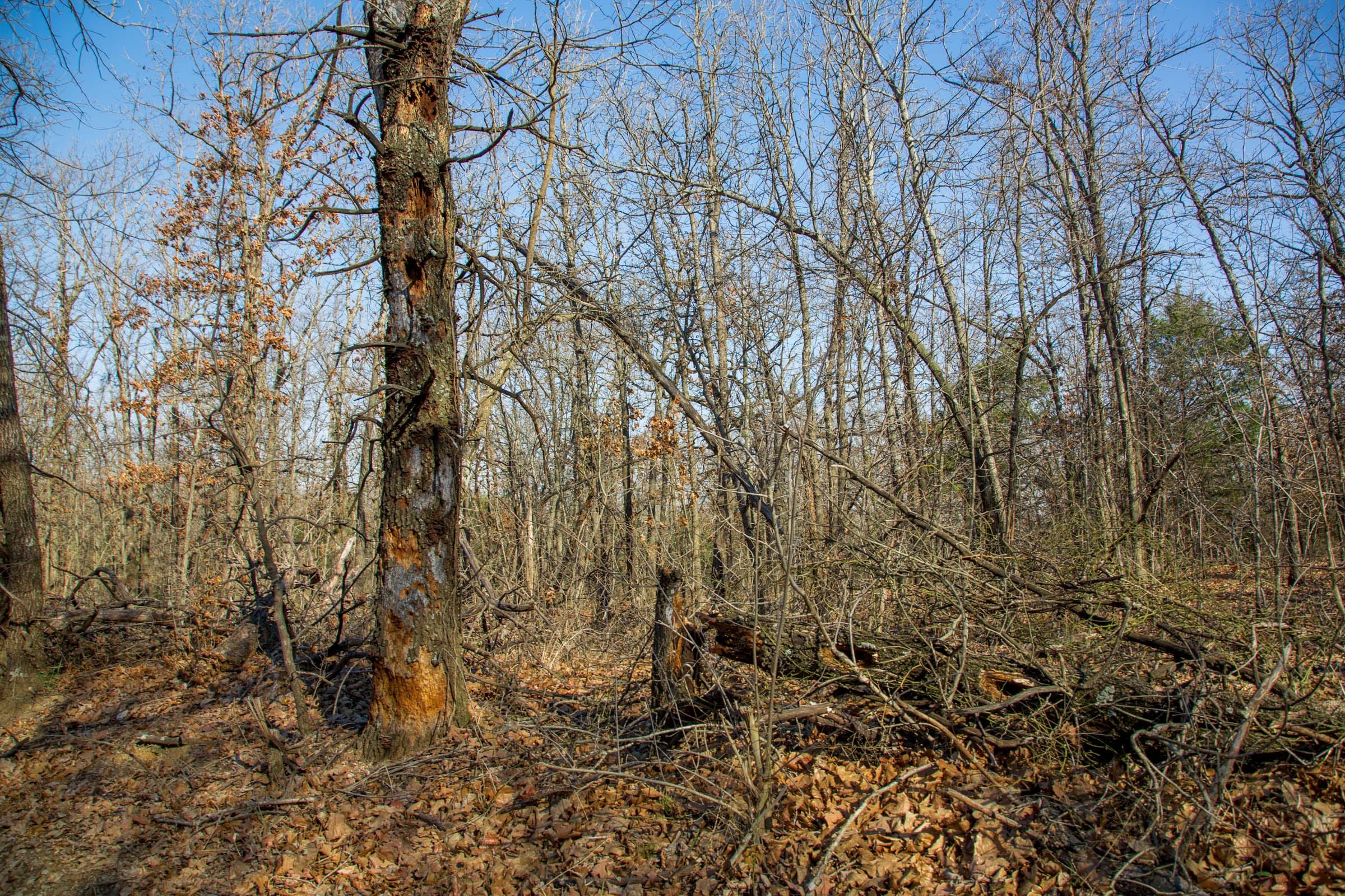 Eufaula Cove Tract 20 photo 14