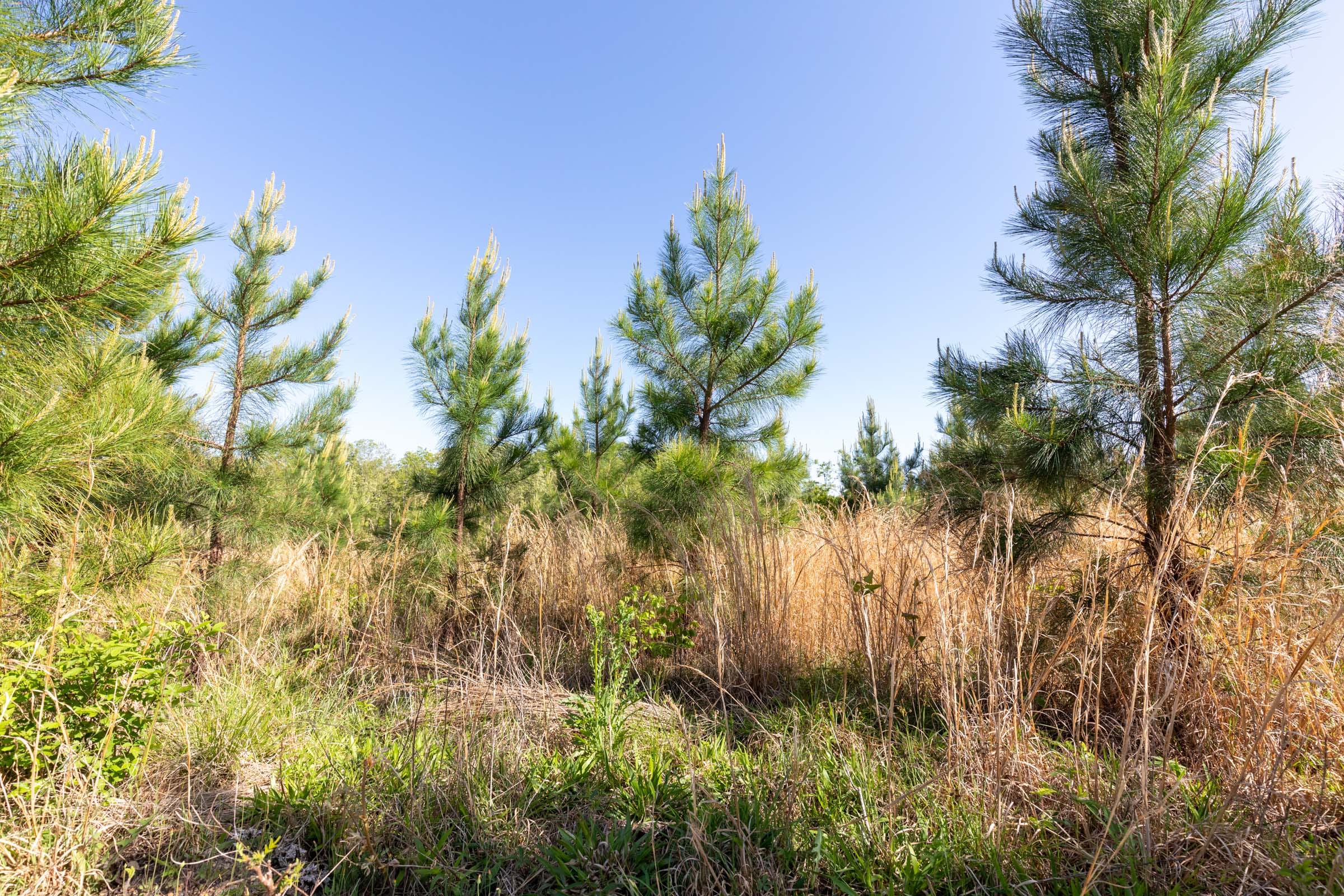 Clear Wood Tract 26 photo 3