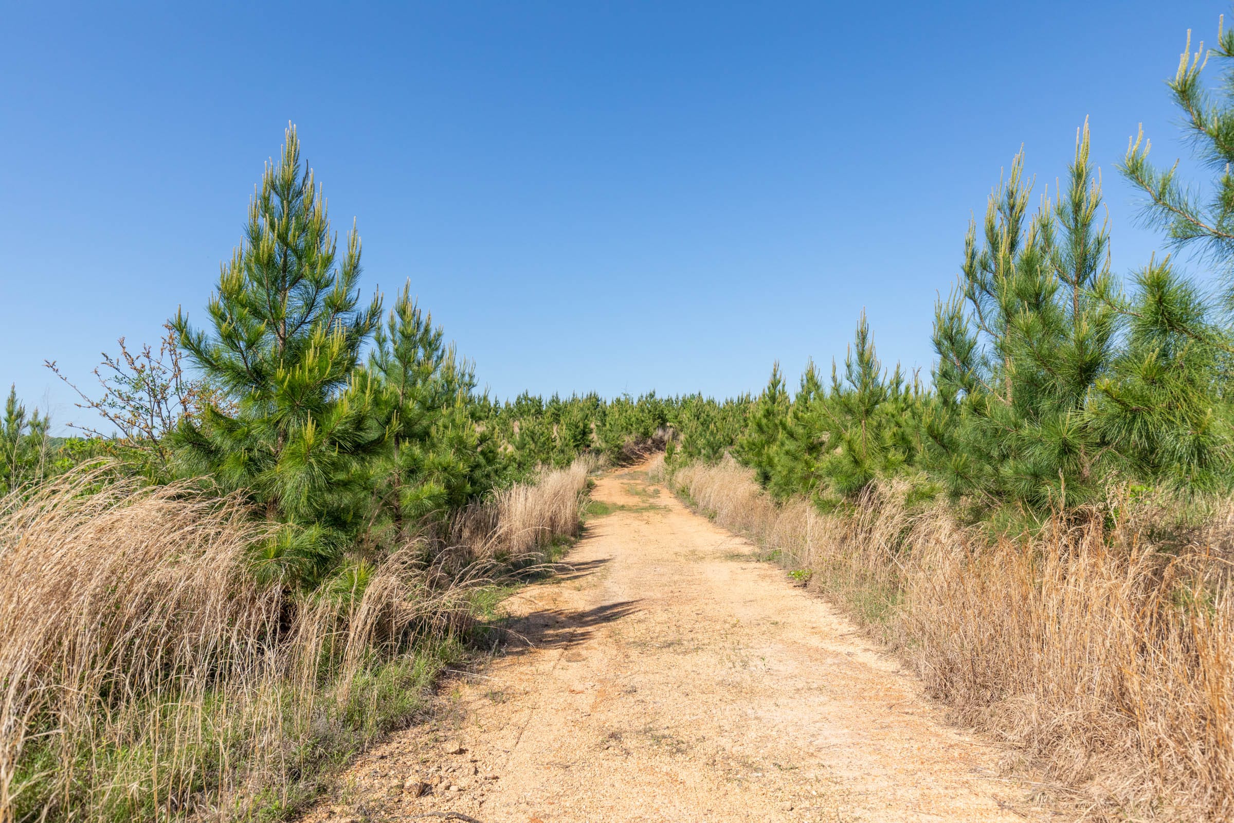 Clear Wood Tract 26 photo 5