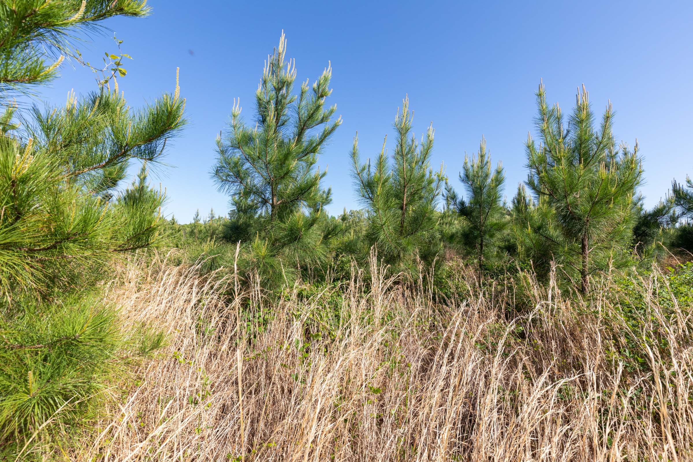 Clear Wood Tract 26 photo 6
