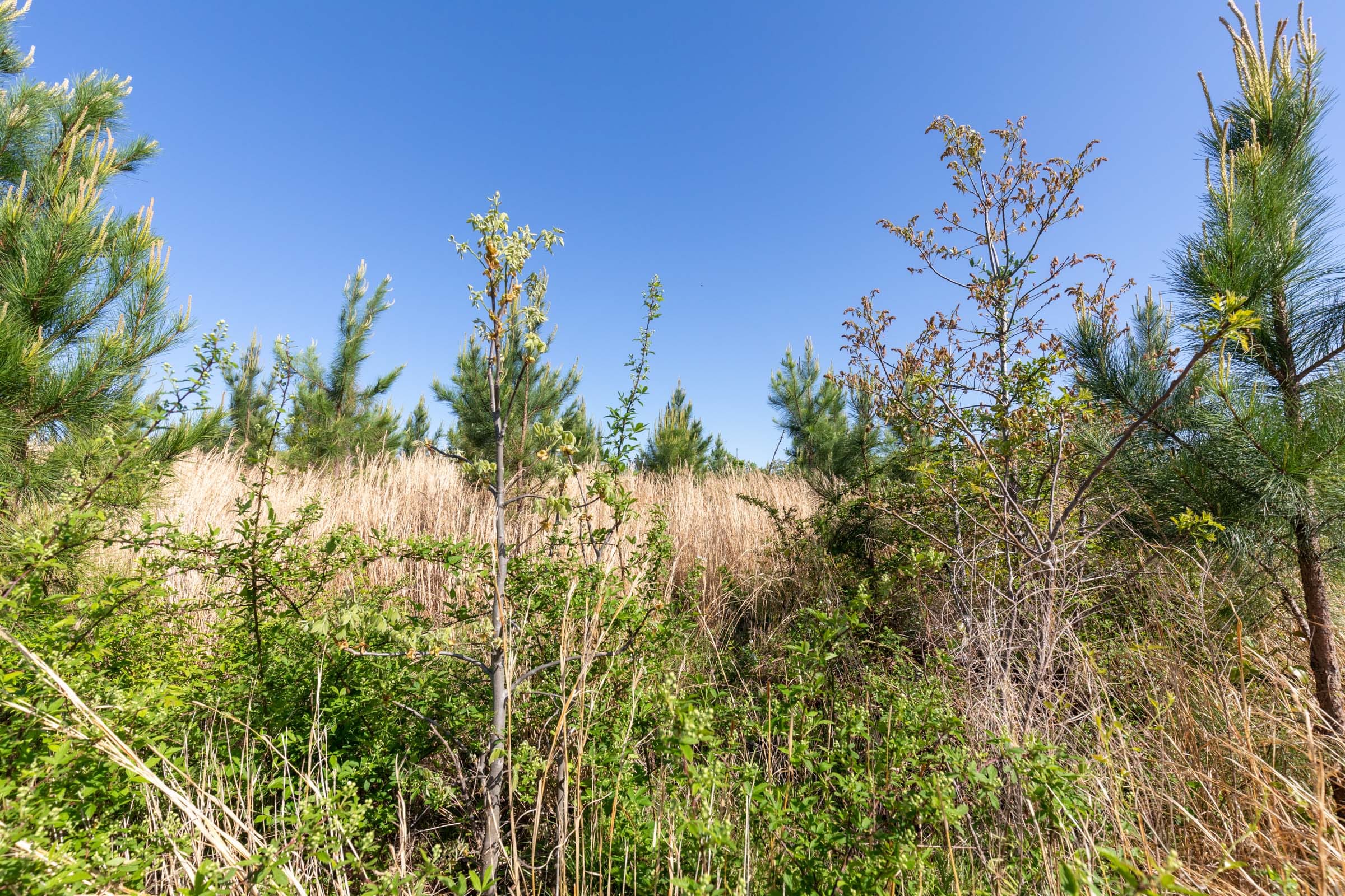 Clear Wood Tract 26 photo 8
