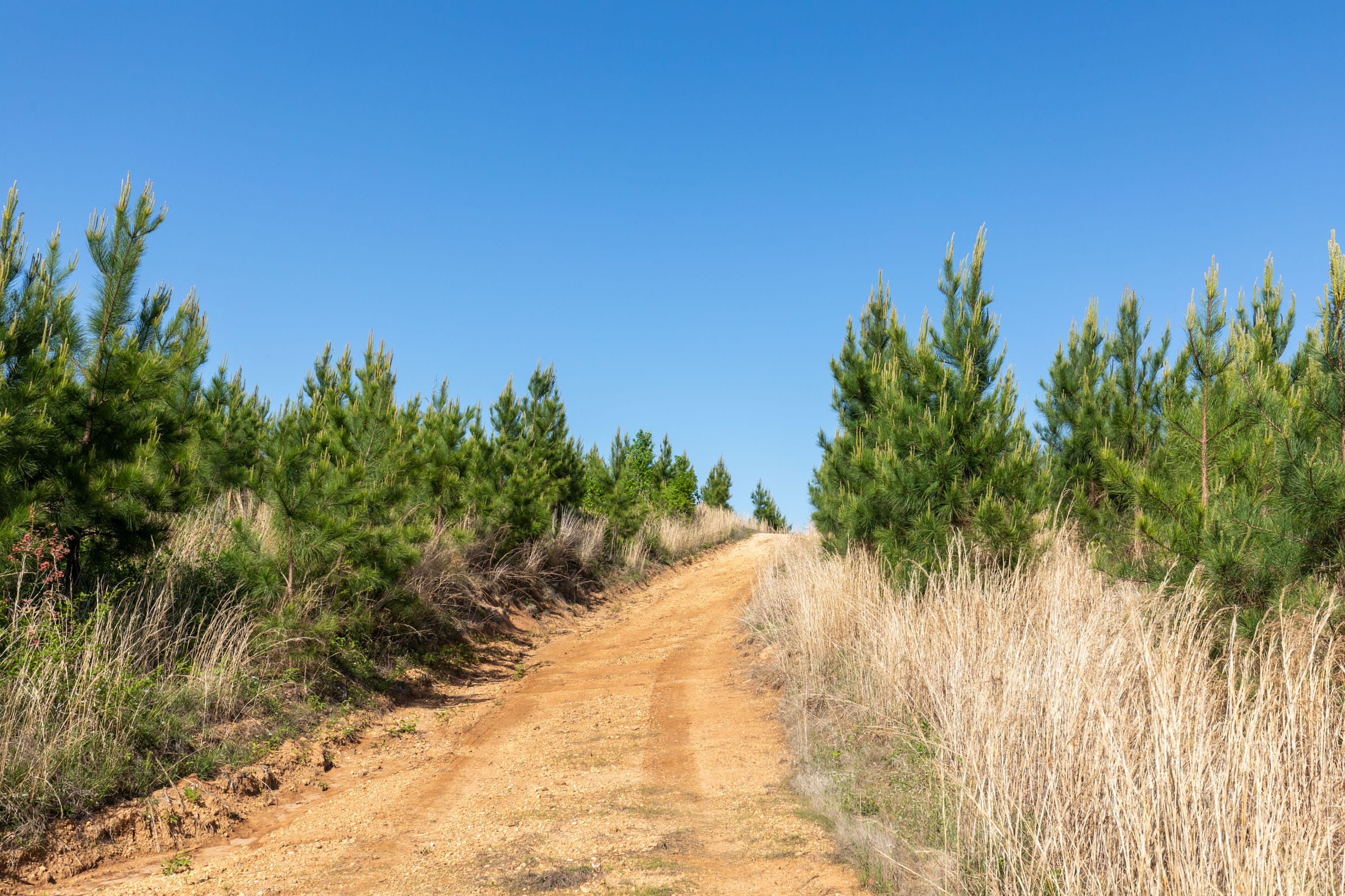 Clear Wood Tract 26 photo 10