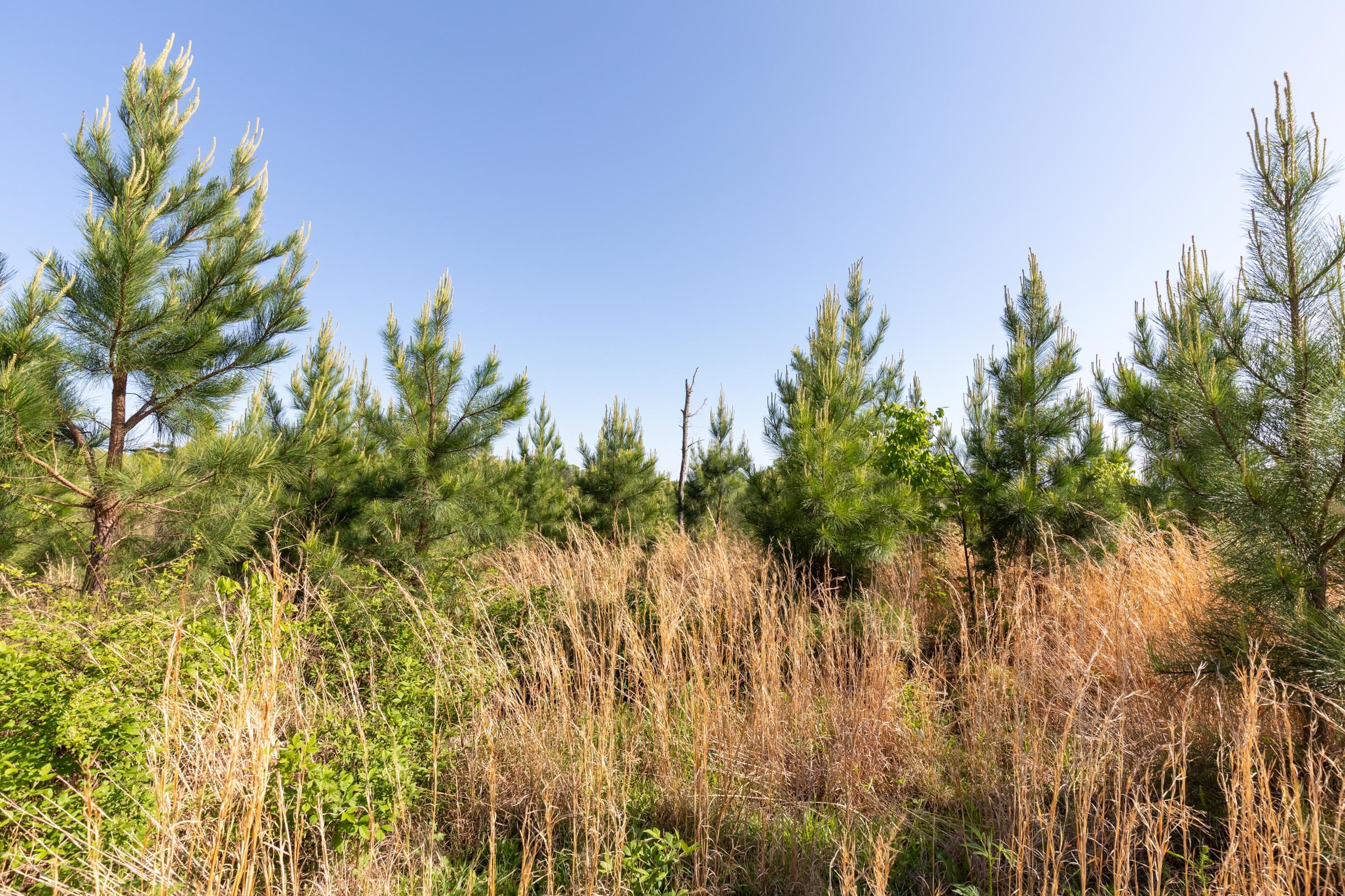 Clear Wood Tract 26 photo 12