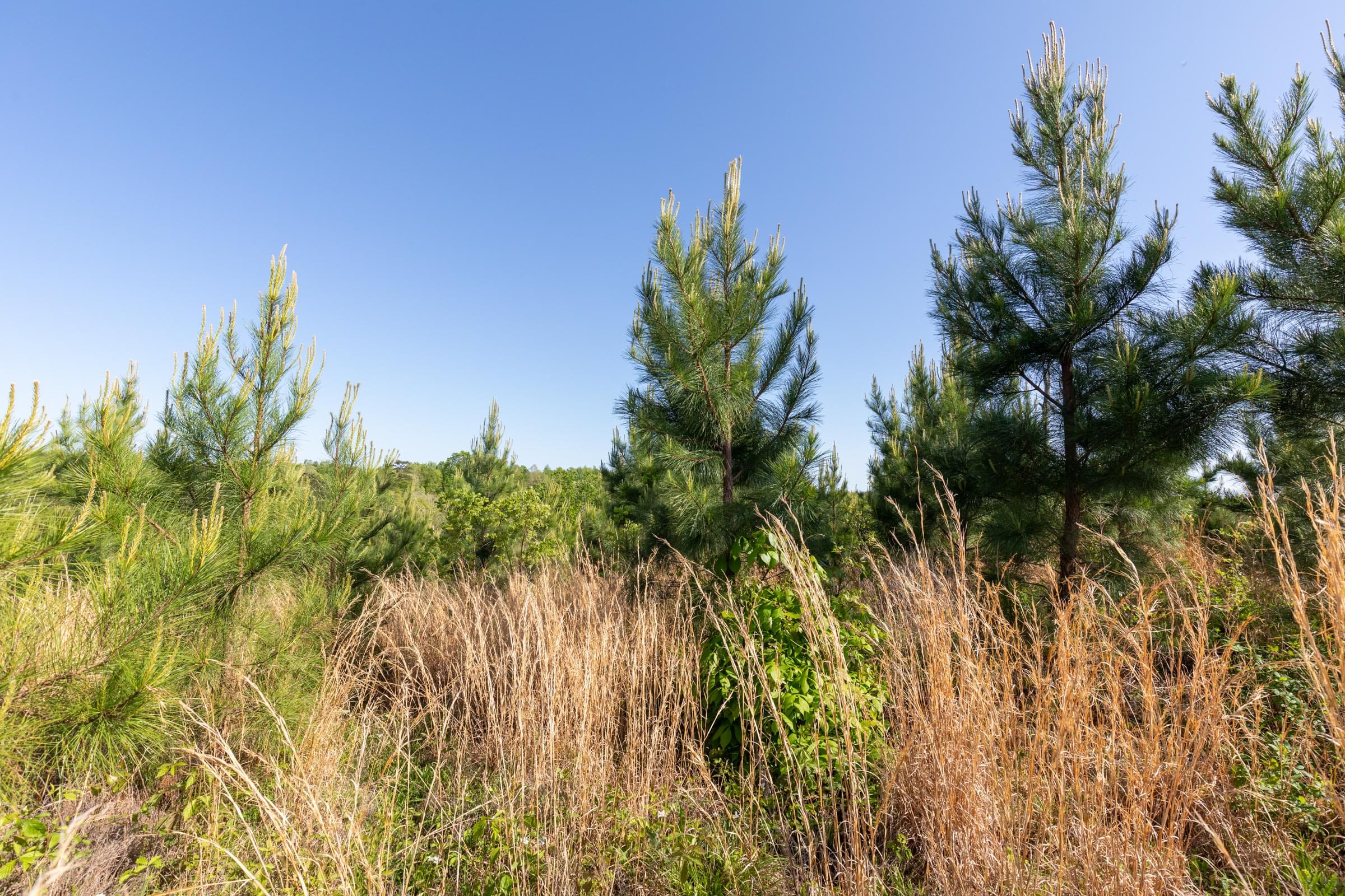 Clear Wood Tract 26 photo 13