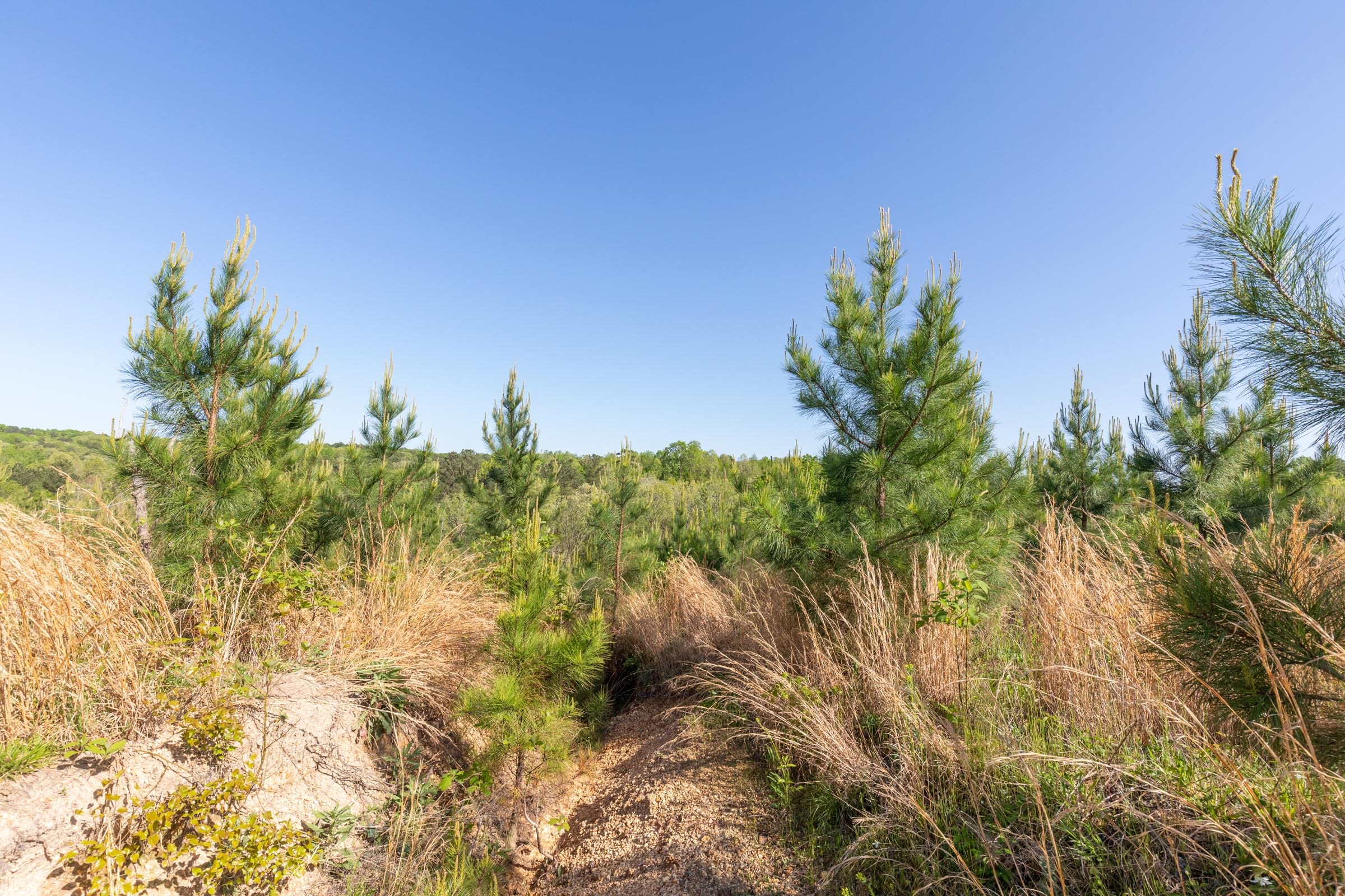 Clear Wood Tract 26 photo 14
