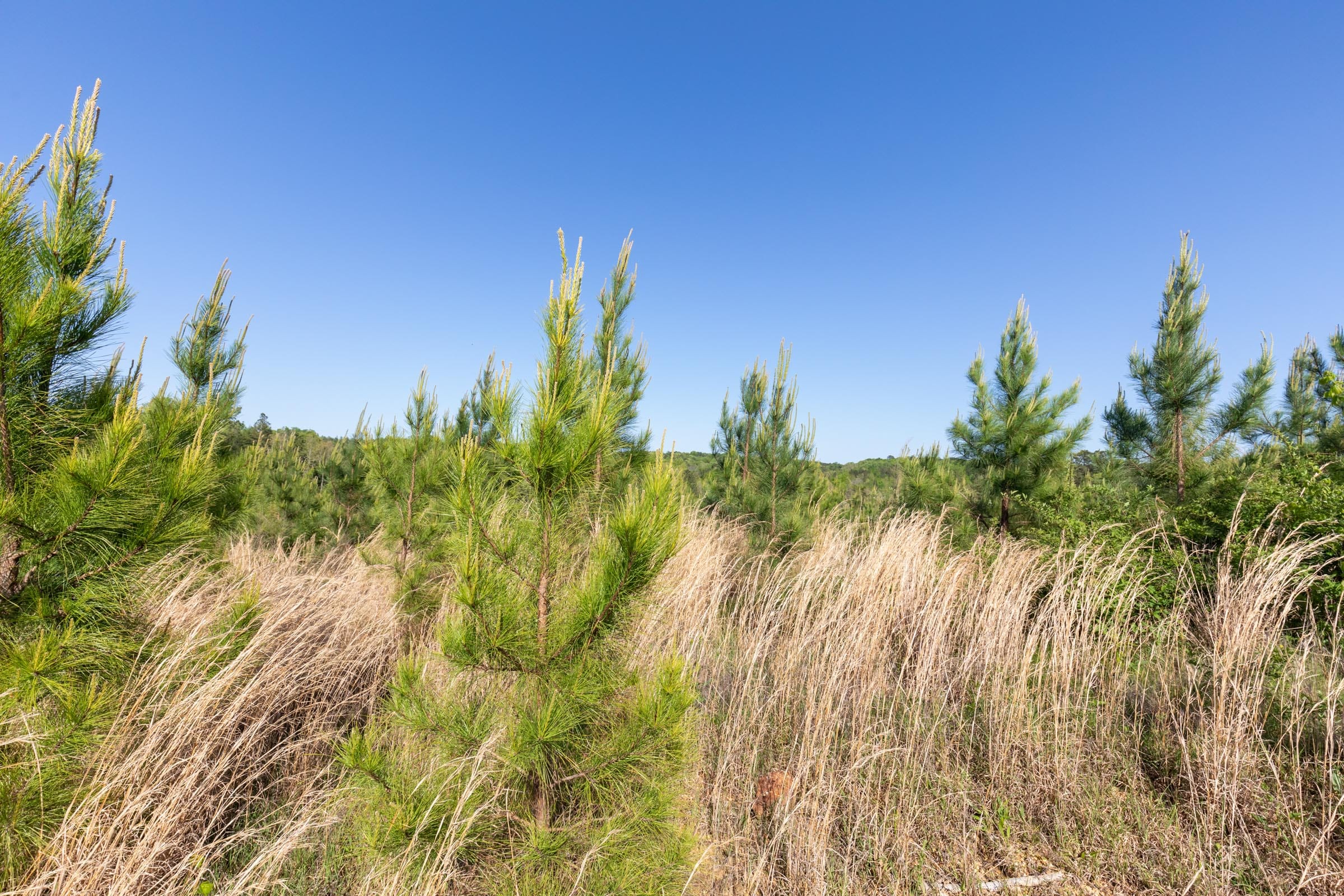 Clear Wood Tract 26 photo 18